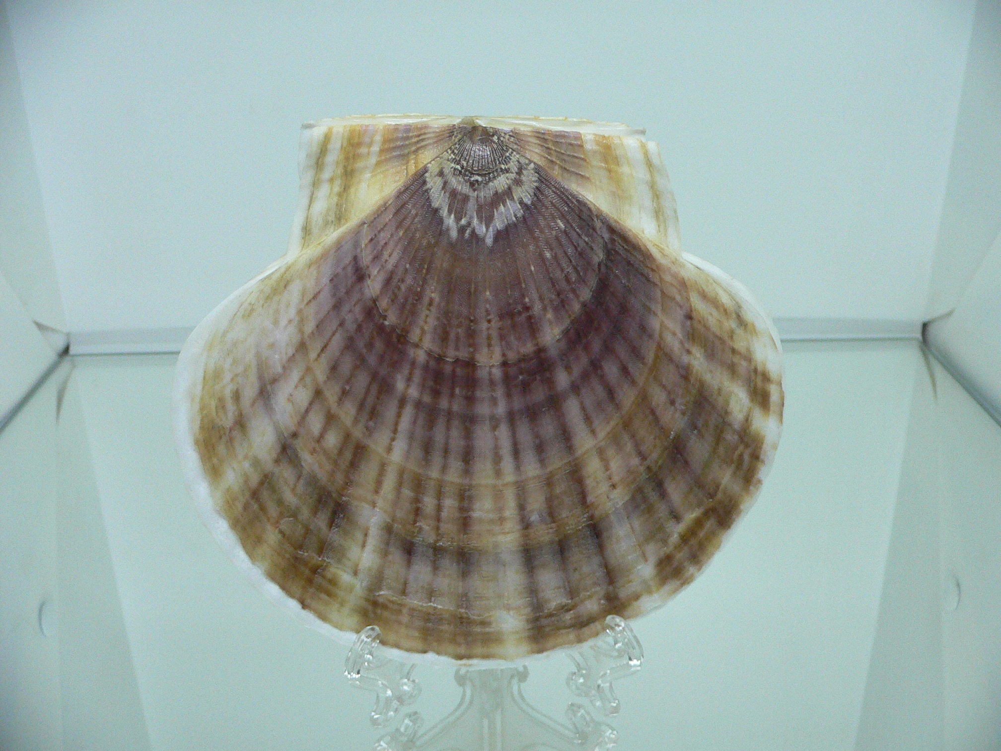 Patinopecten yessoensis BLOND