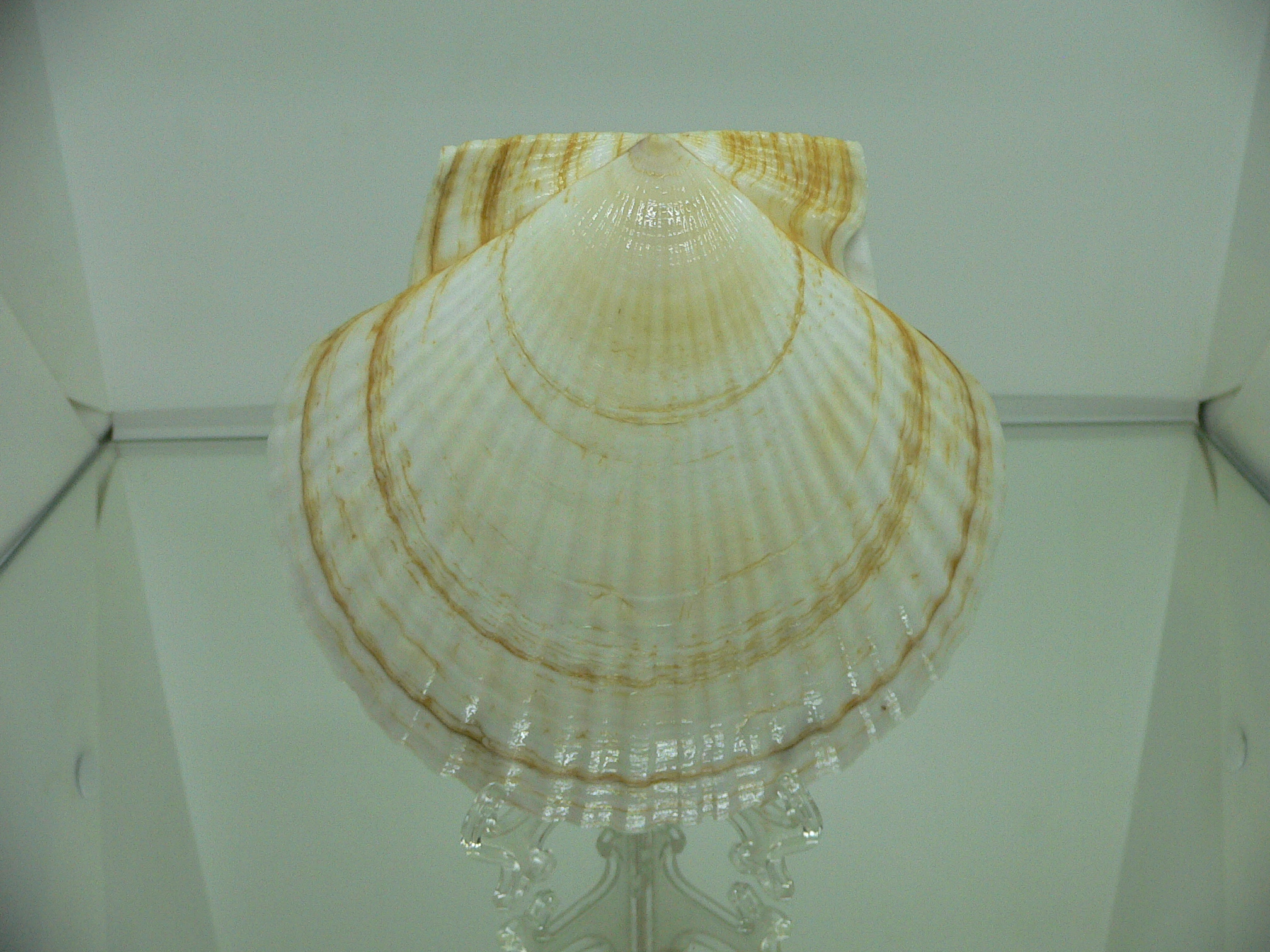Patinopecten yessoensis BLOND
