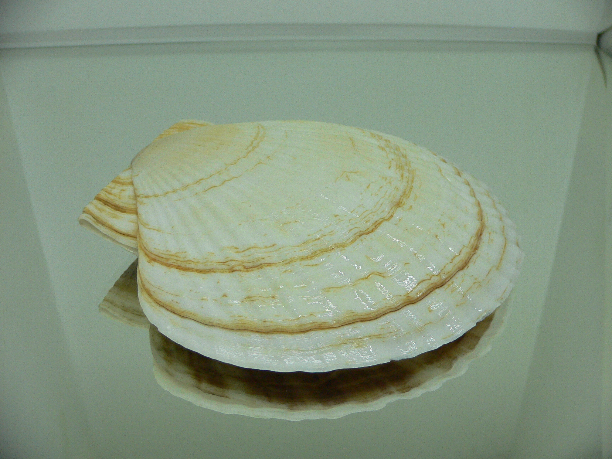 Patinopecten yessoensis BLOND