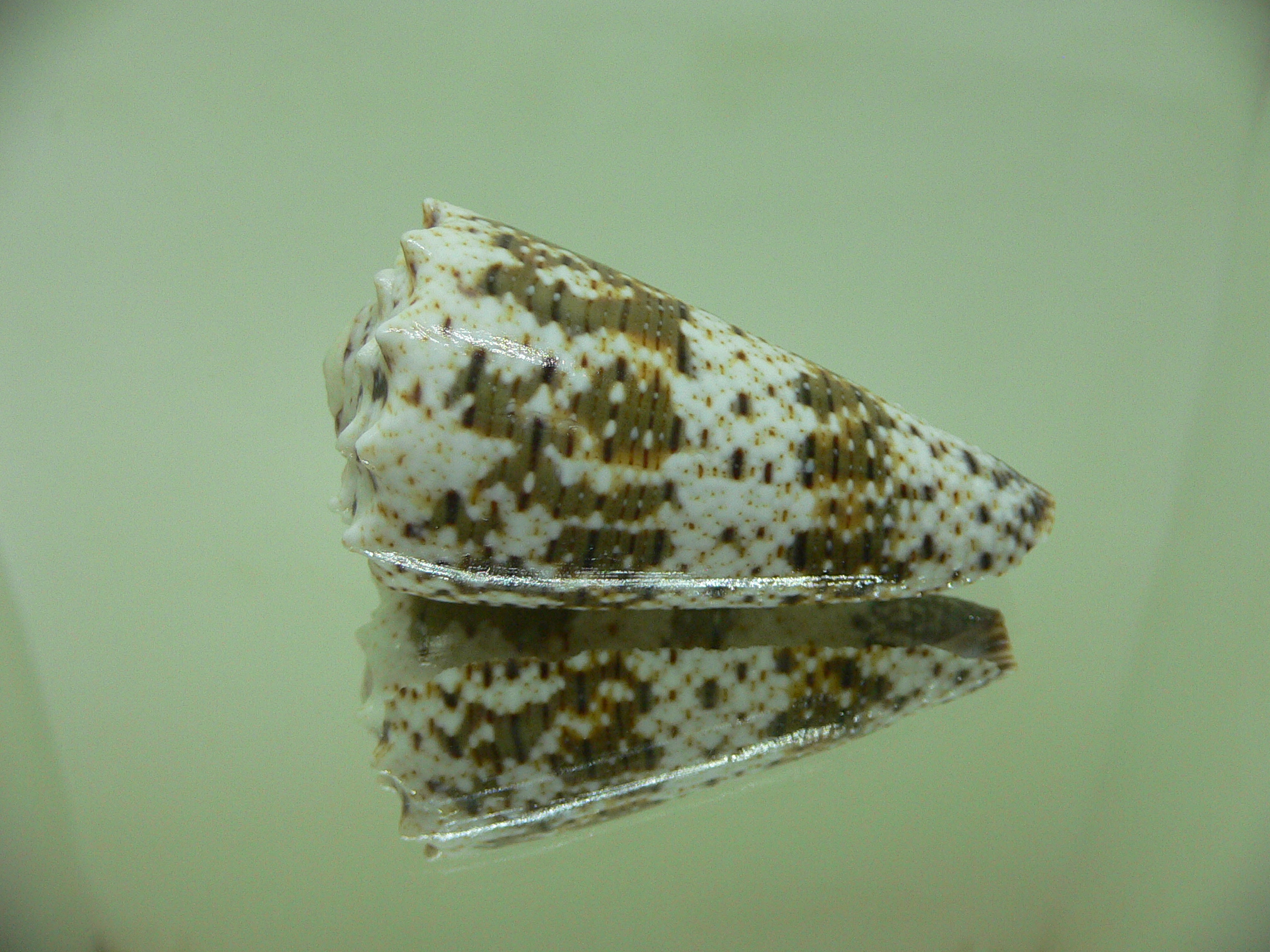 Conus imperialis