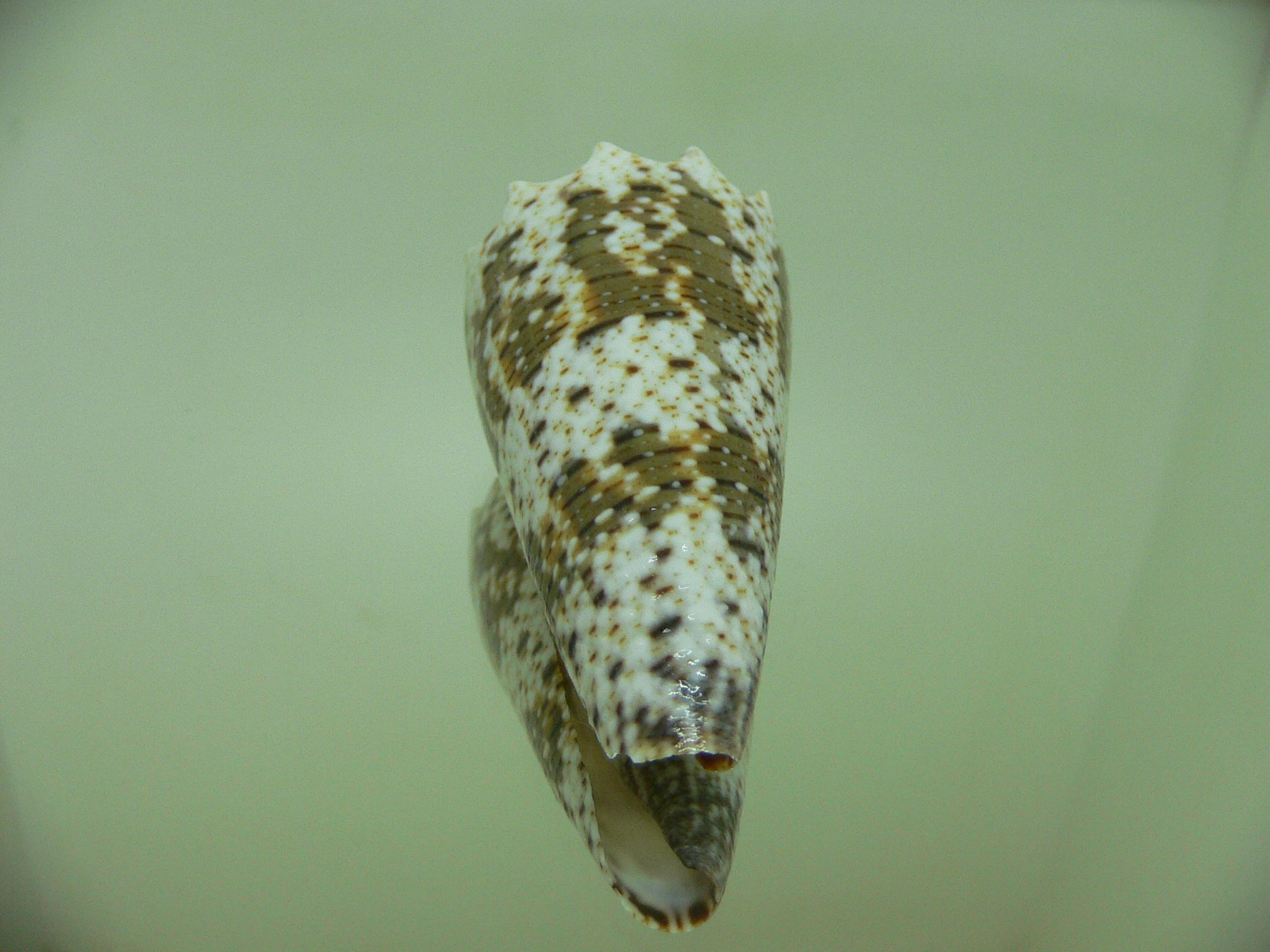 Conus imperialis