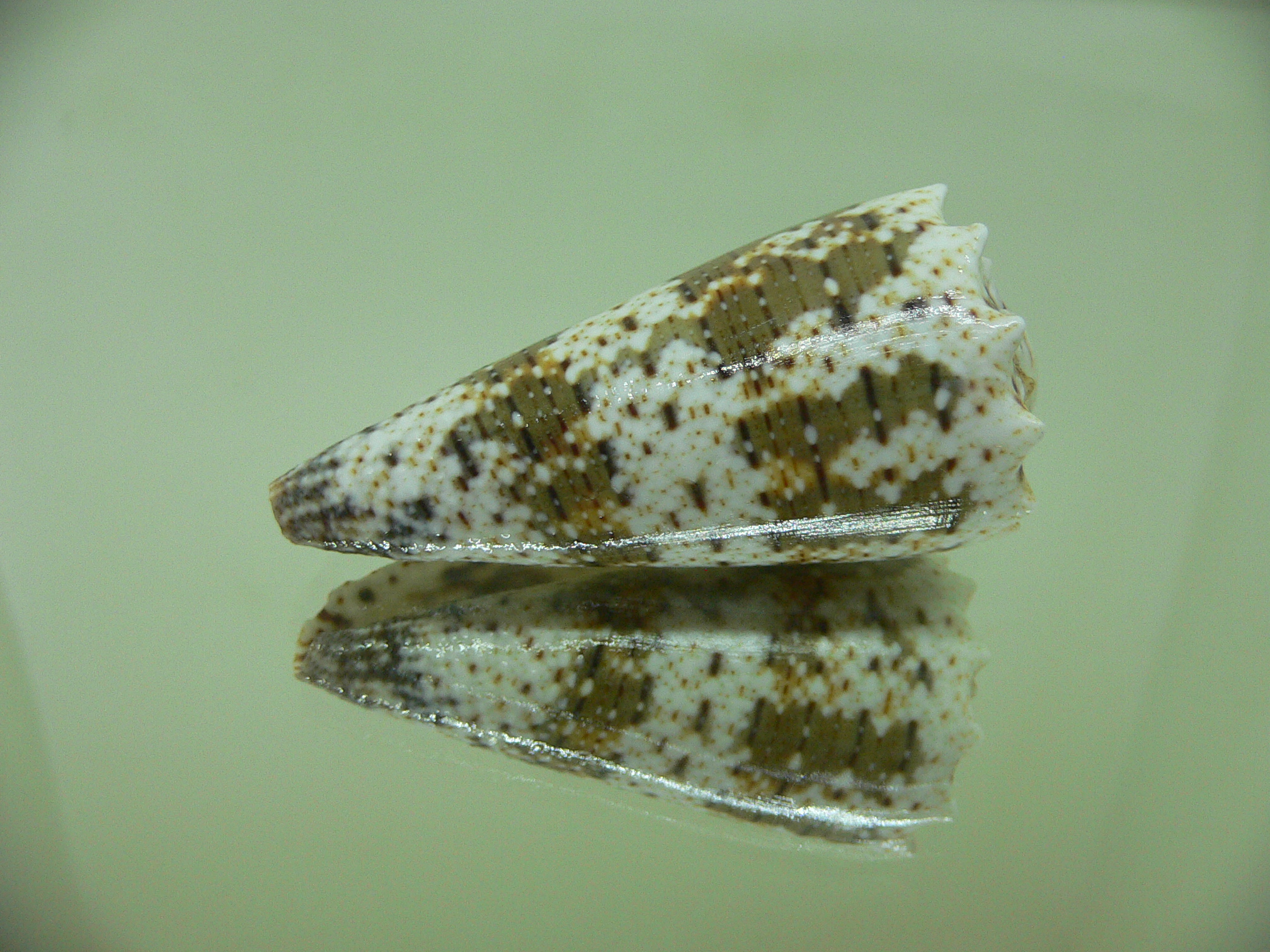 Conus imperialis