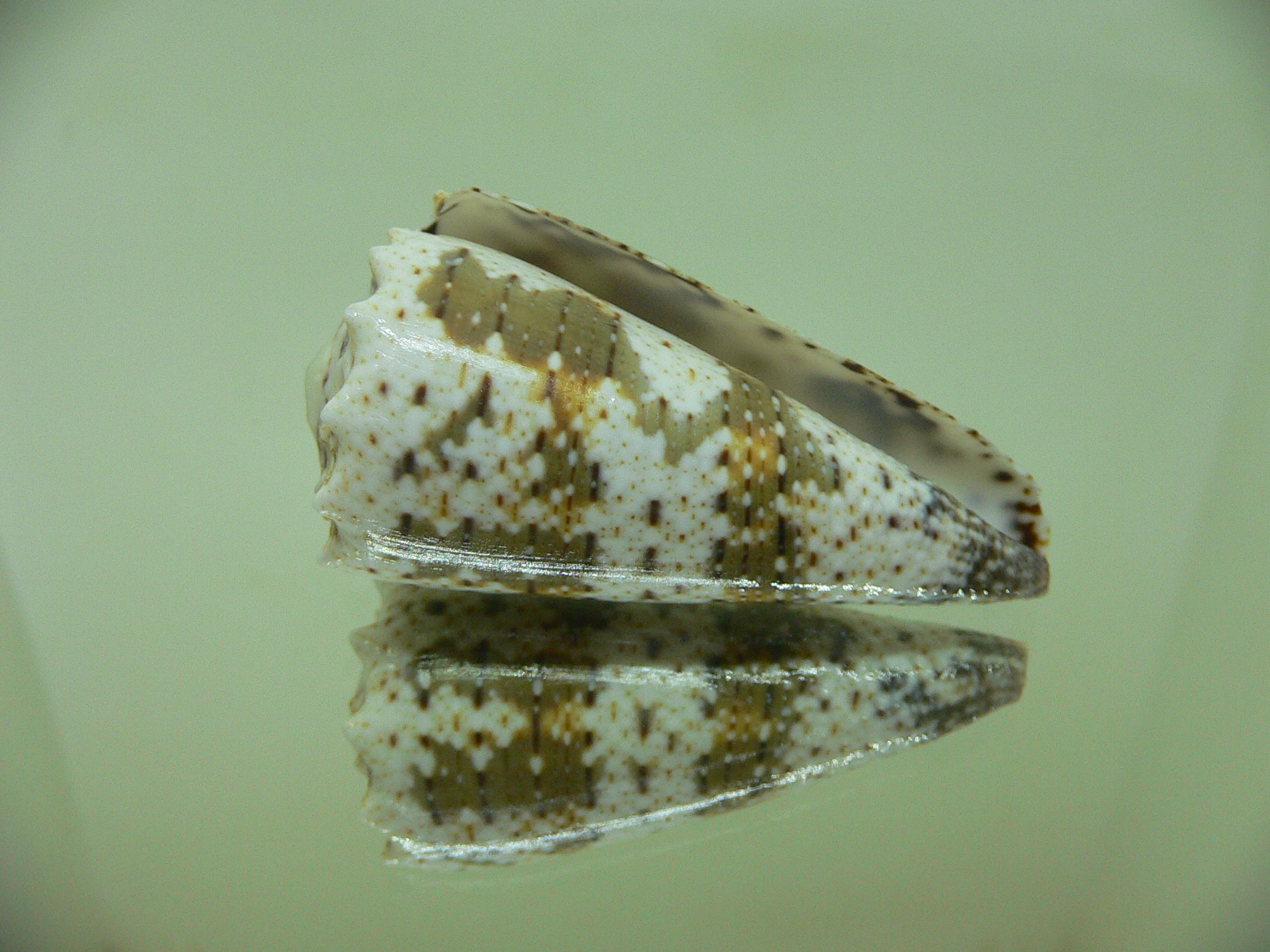 Conus imperialis