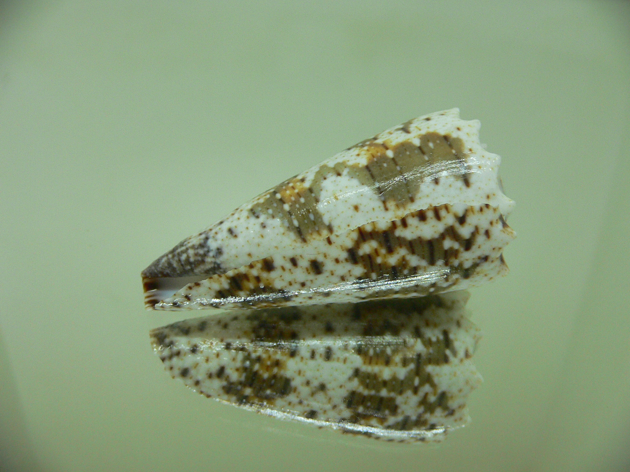 Conus imperialis