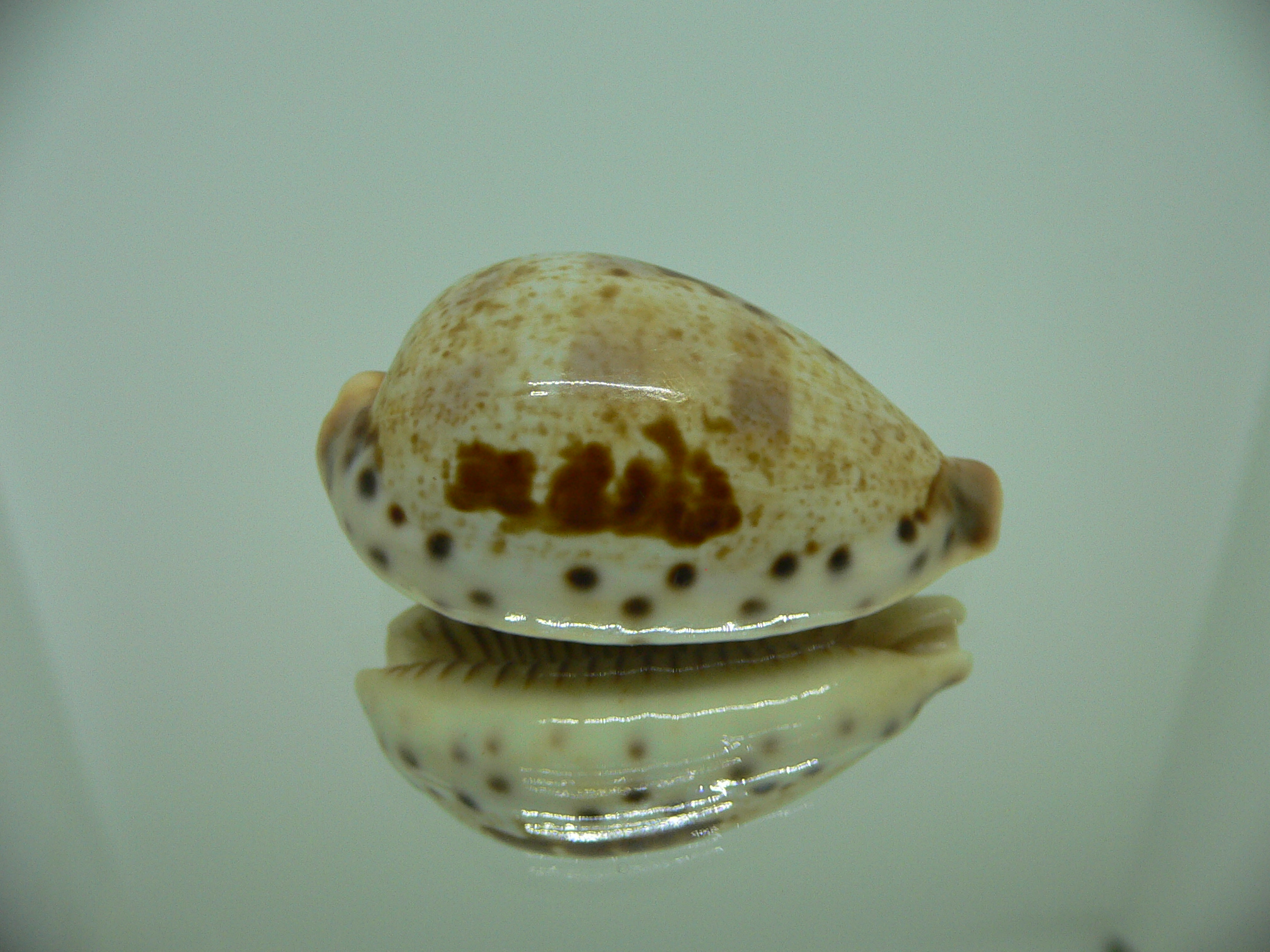 Cypraea pulchella pulchella