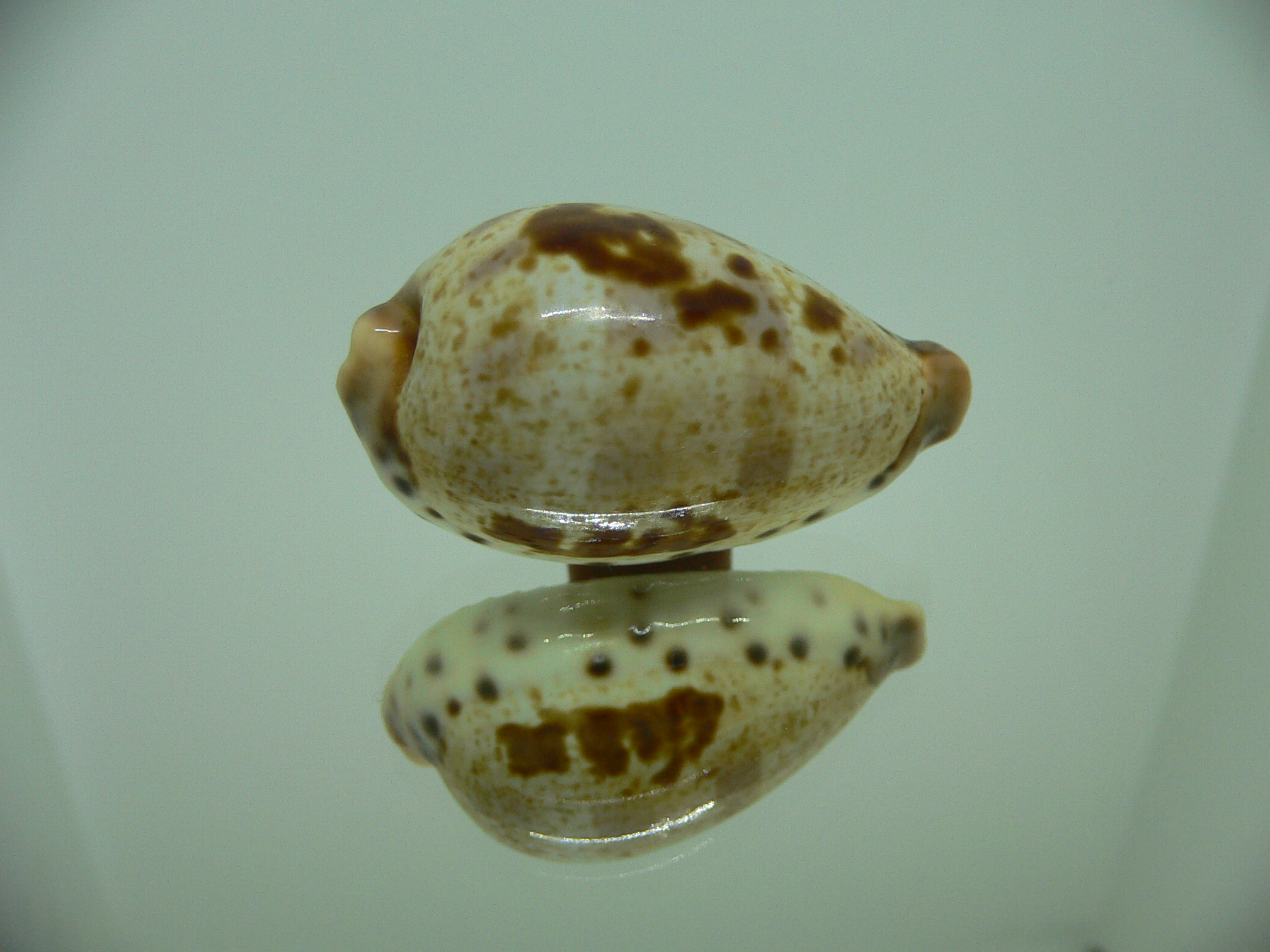 Cypraea pulchella pulchella