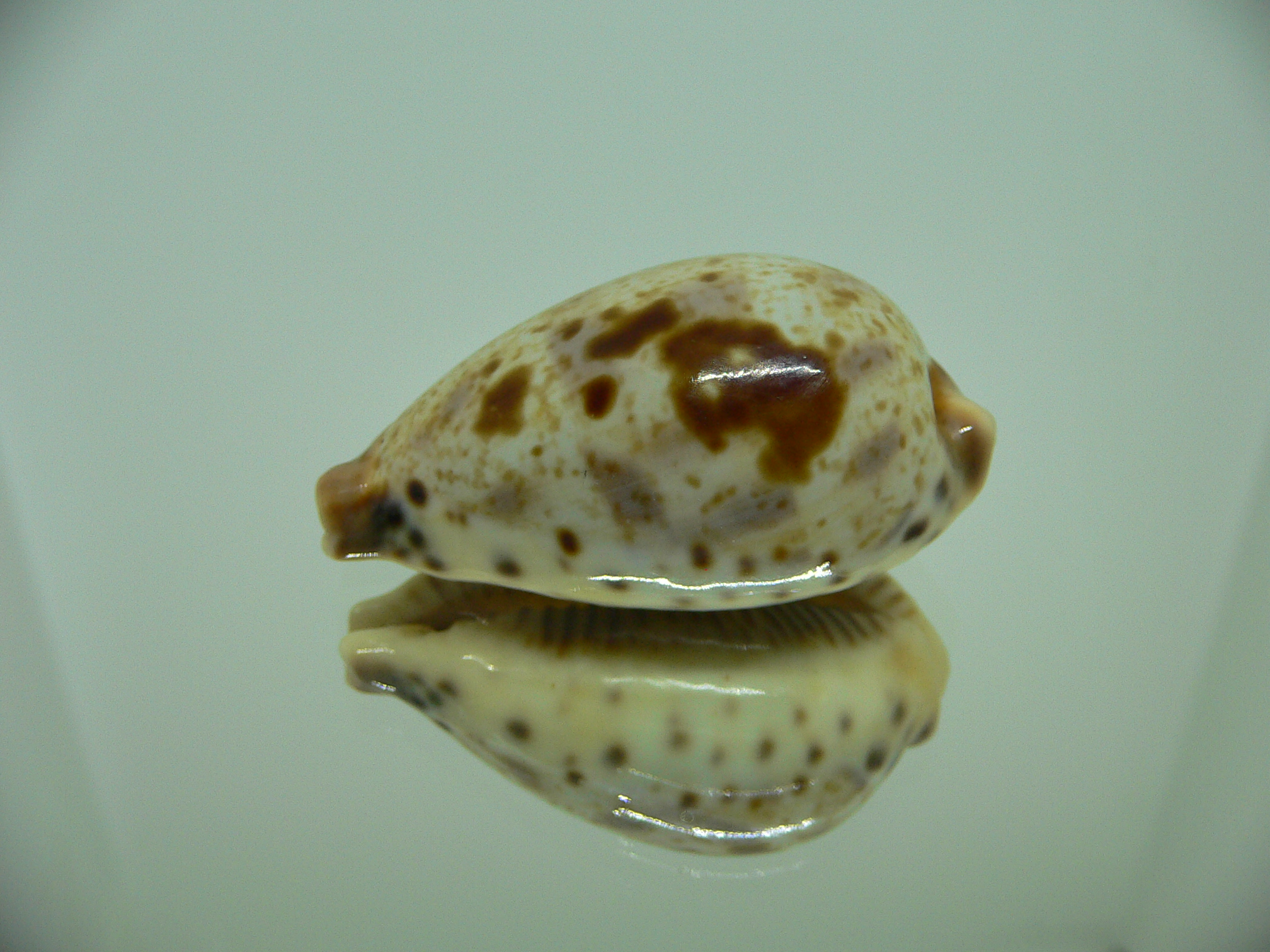 Cypraea pulchella pulchella