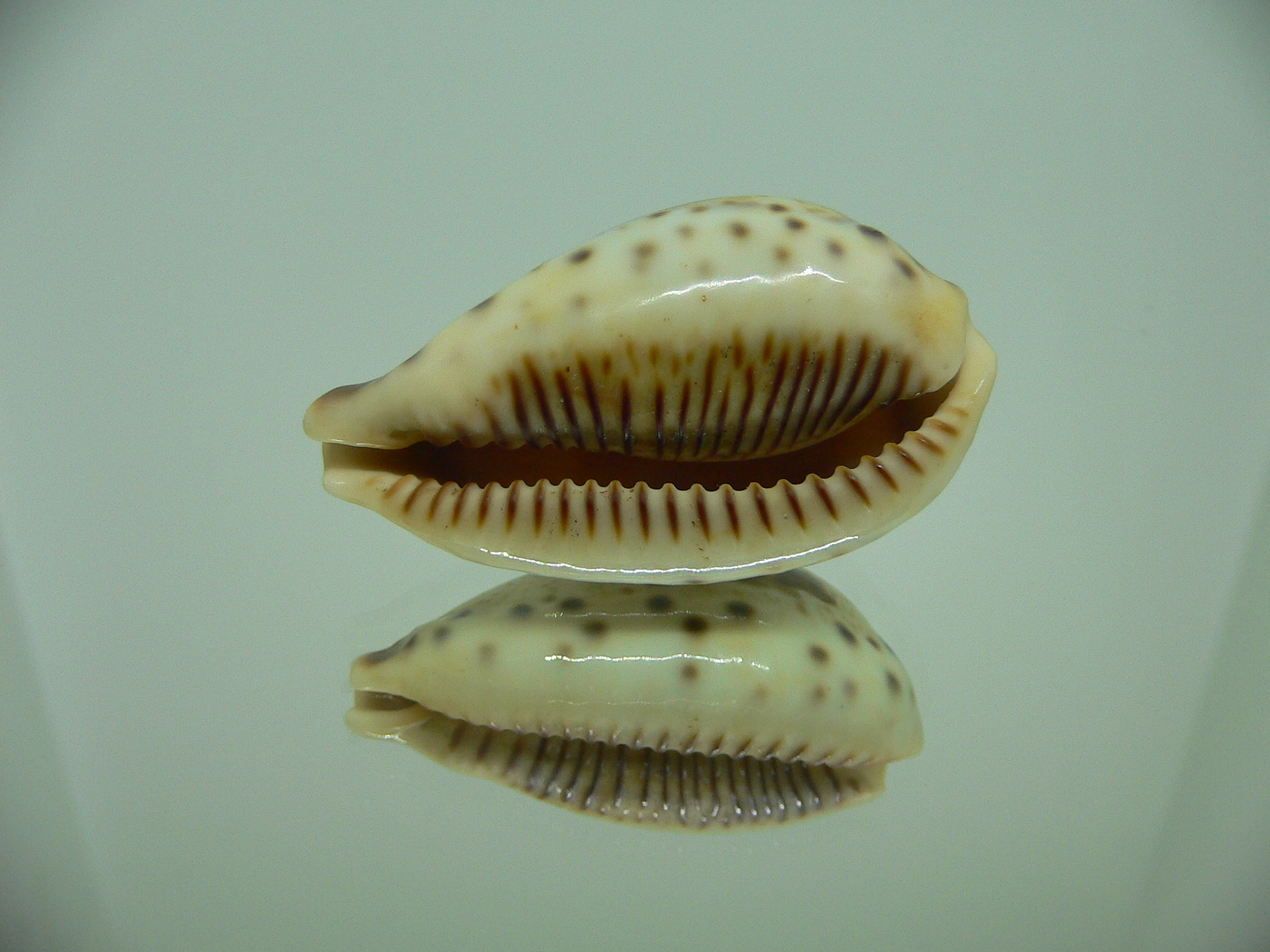 Cypraea pulchella pulchella