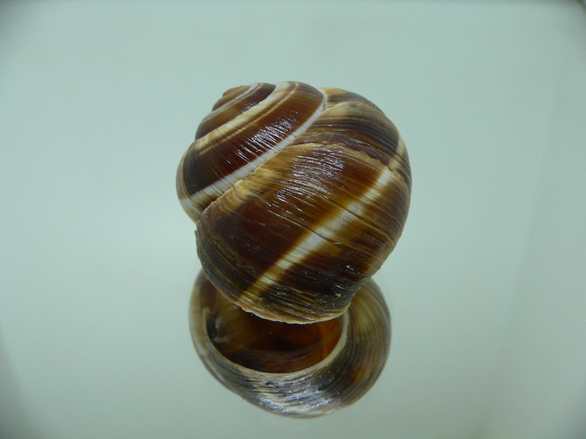 Helix lucorum 1