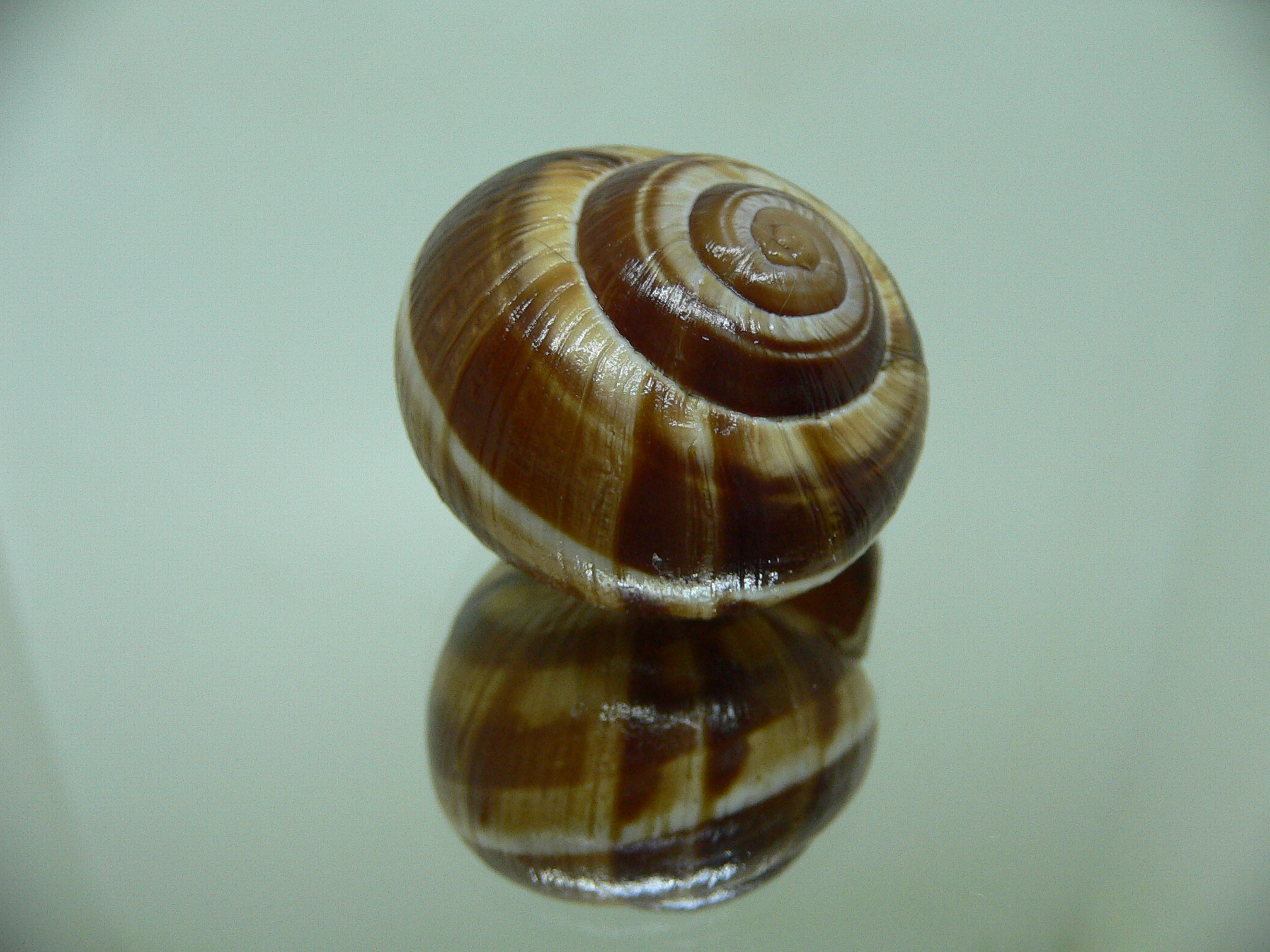 Helix lucorum 1