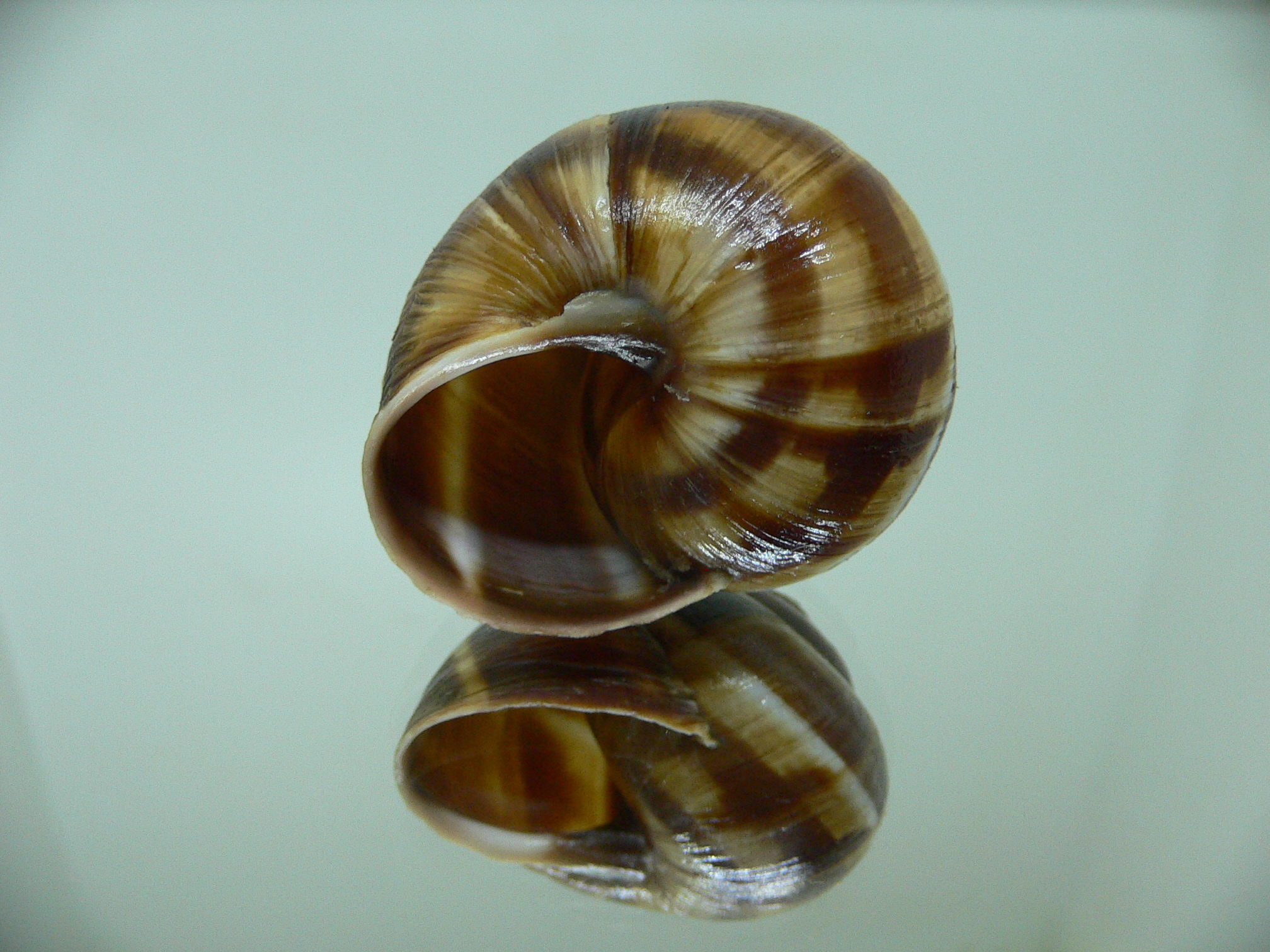 Helix lucorum 1