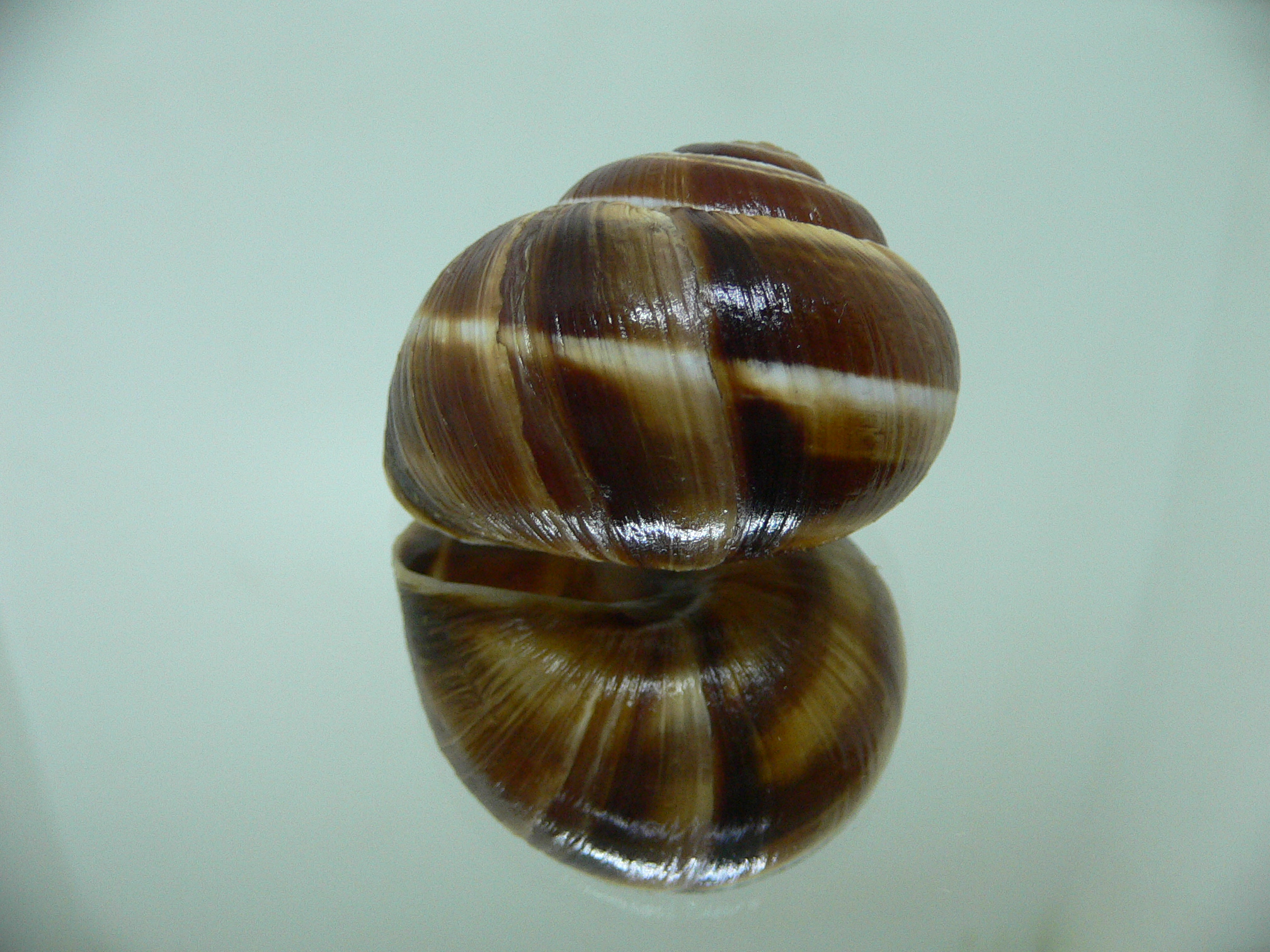 Helix lucorum 1