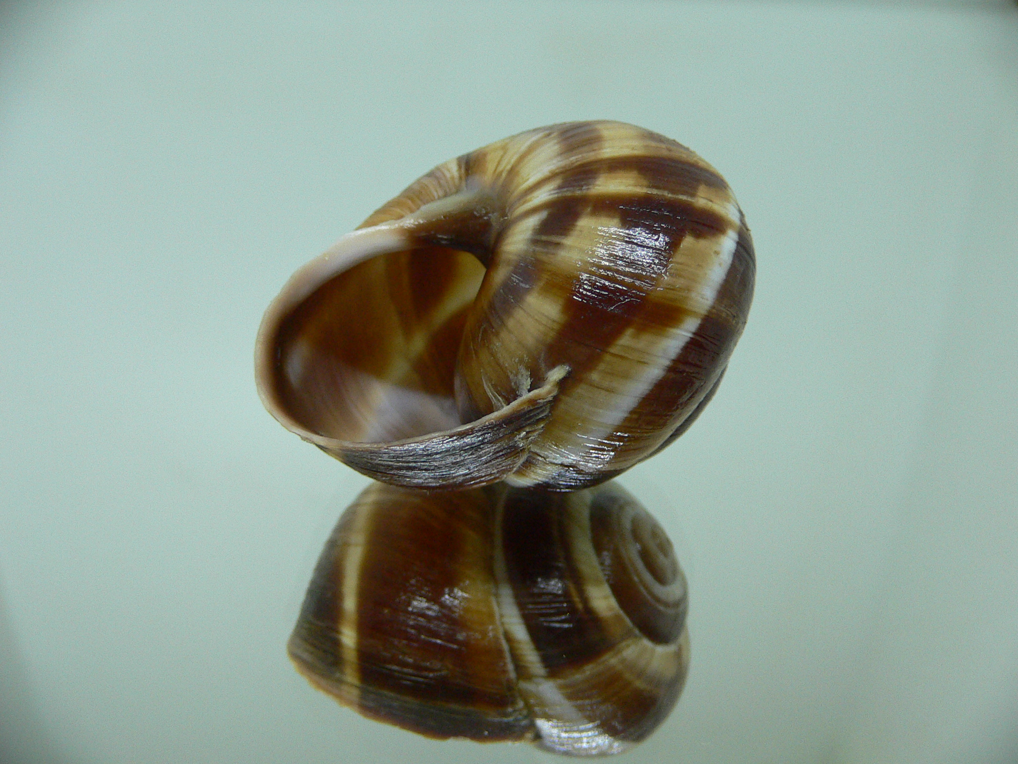 Helix lucorum 1