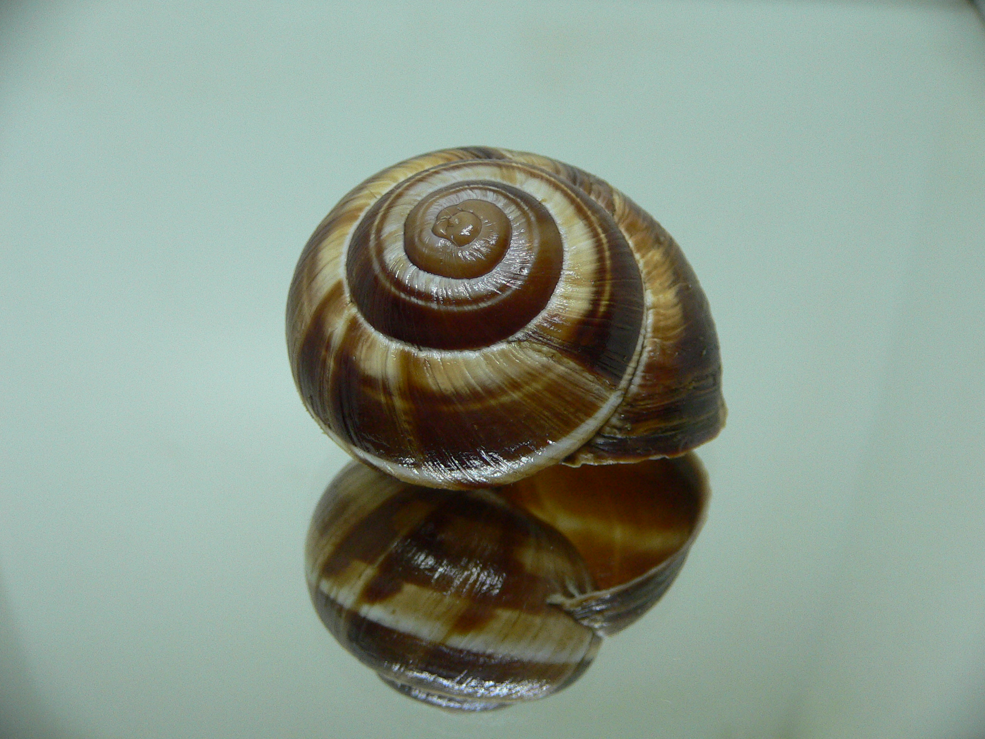 Helix lucorum 1