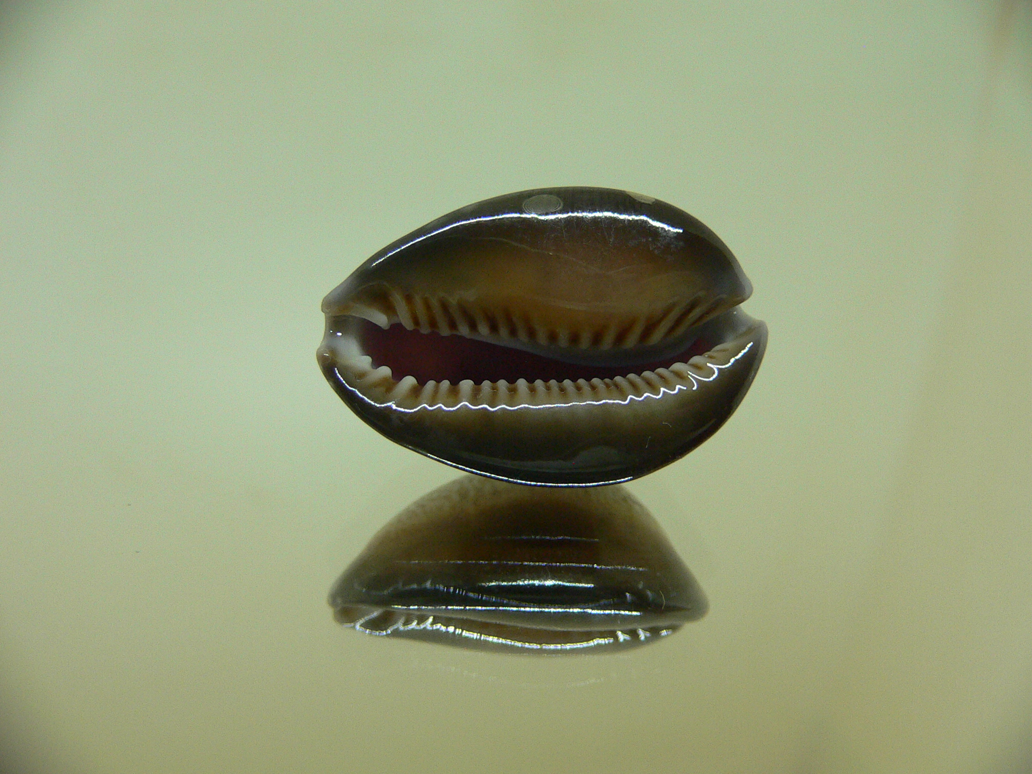 Cypraea caputdraconis poppei SUPER COLOR