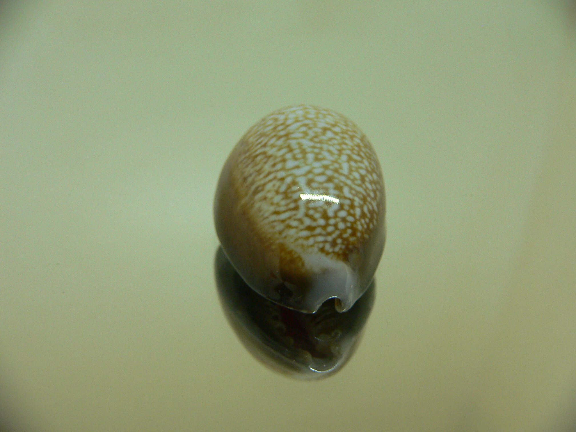 Cypraea caputdraconis poppei SUPER COLOR