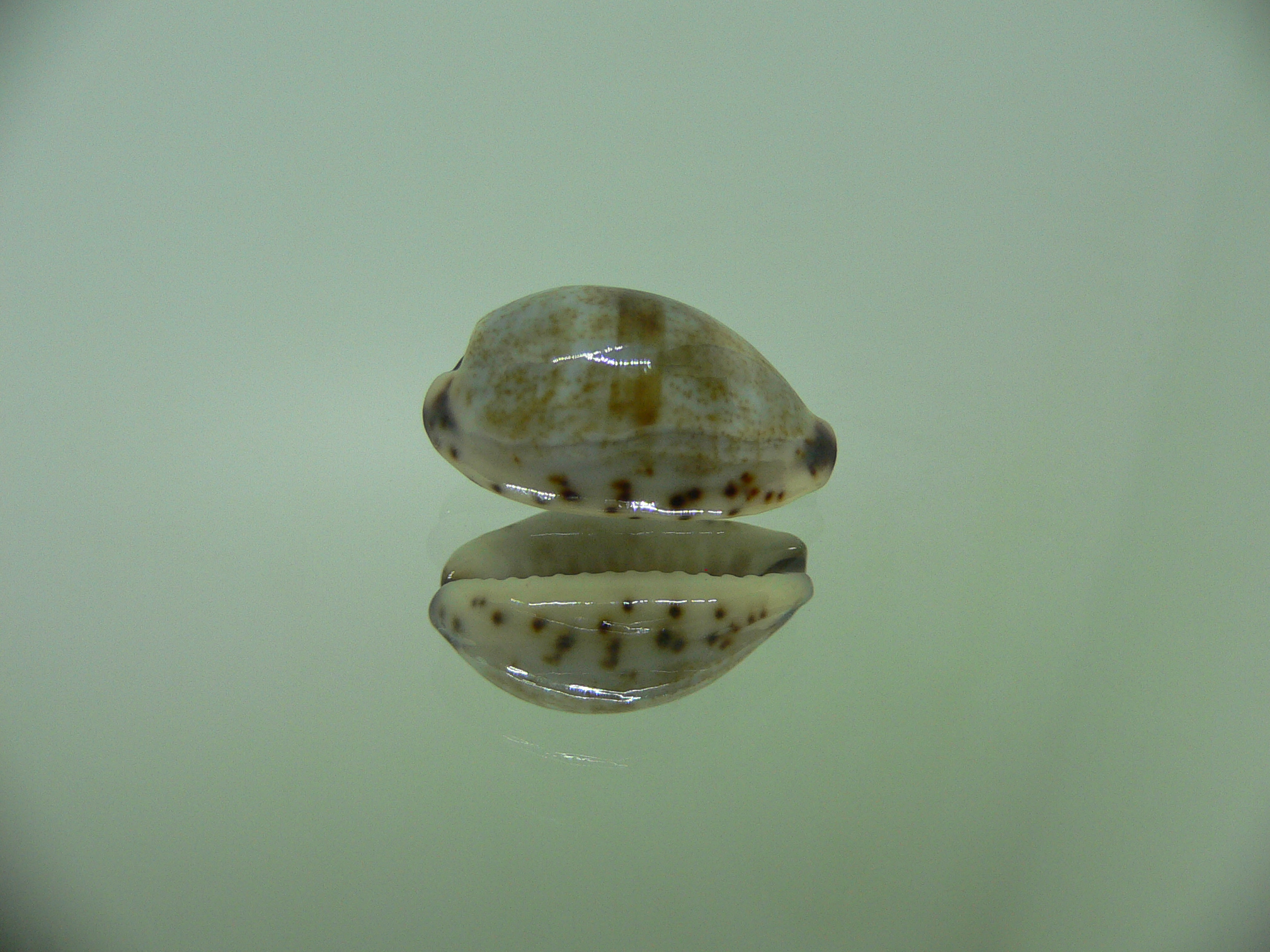 Cypraea gracilis gracilis GREEN