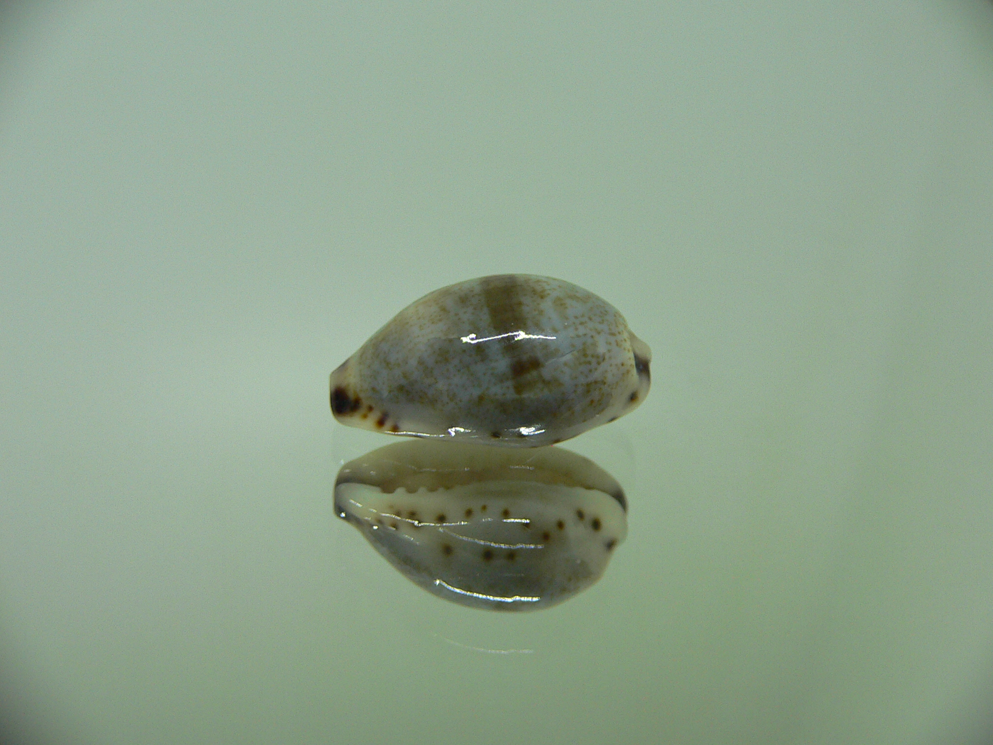 Cypraea gracilis gracilis GREEN