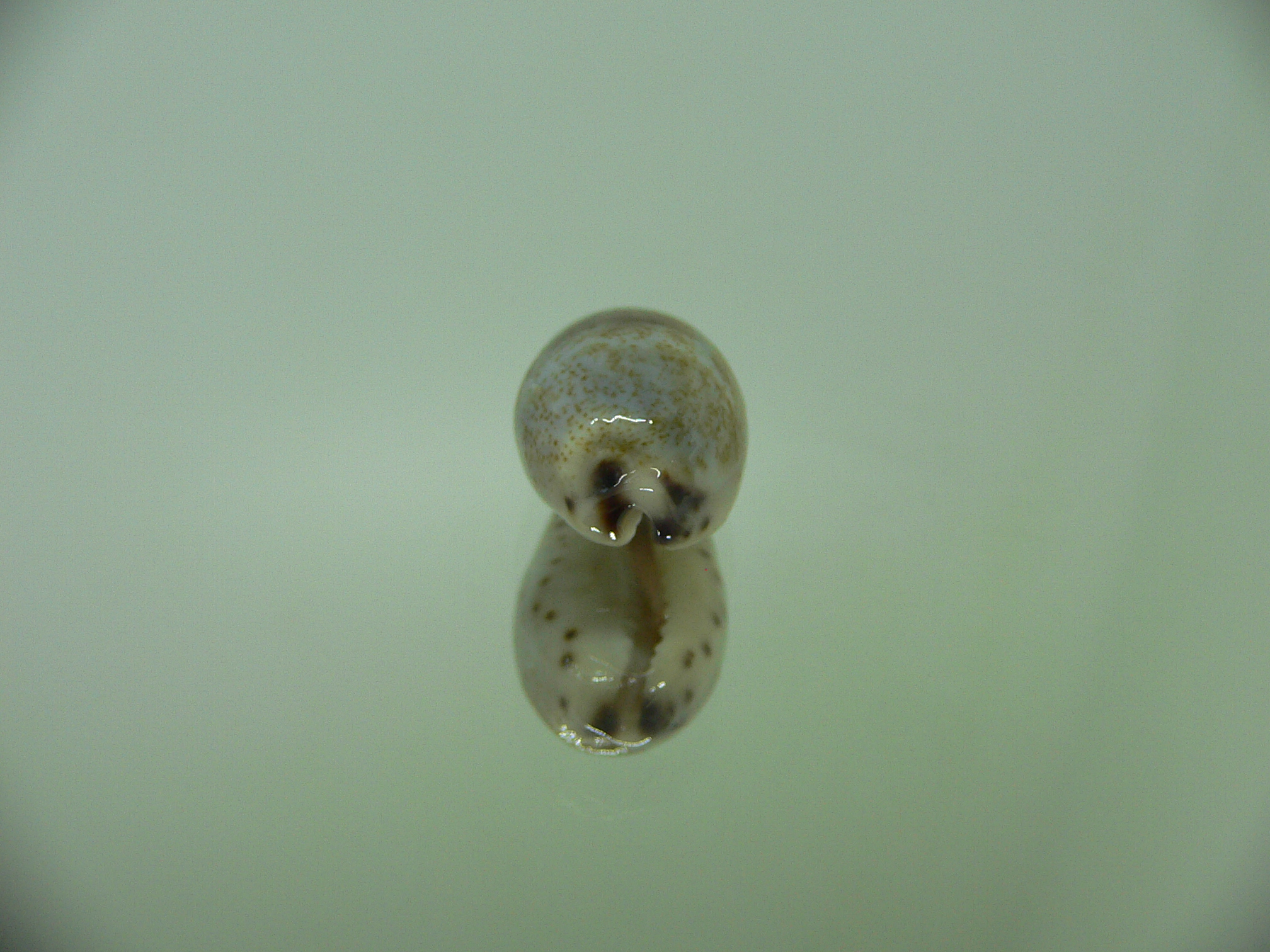 Cypraea gracilis gracilis GREEN