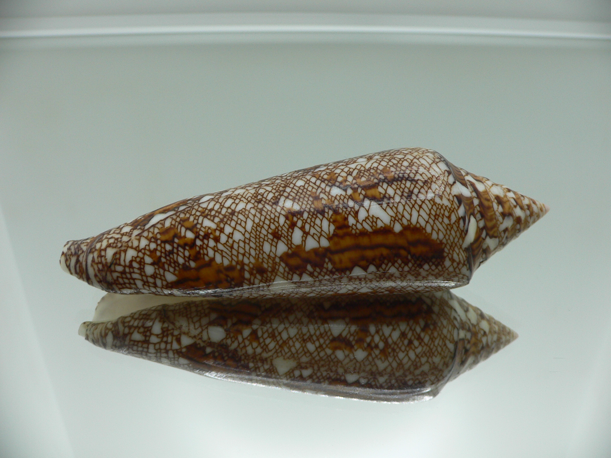 Conus bengalensis WIDE