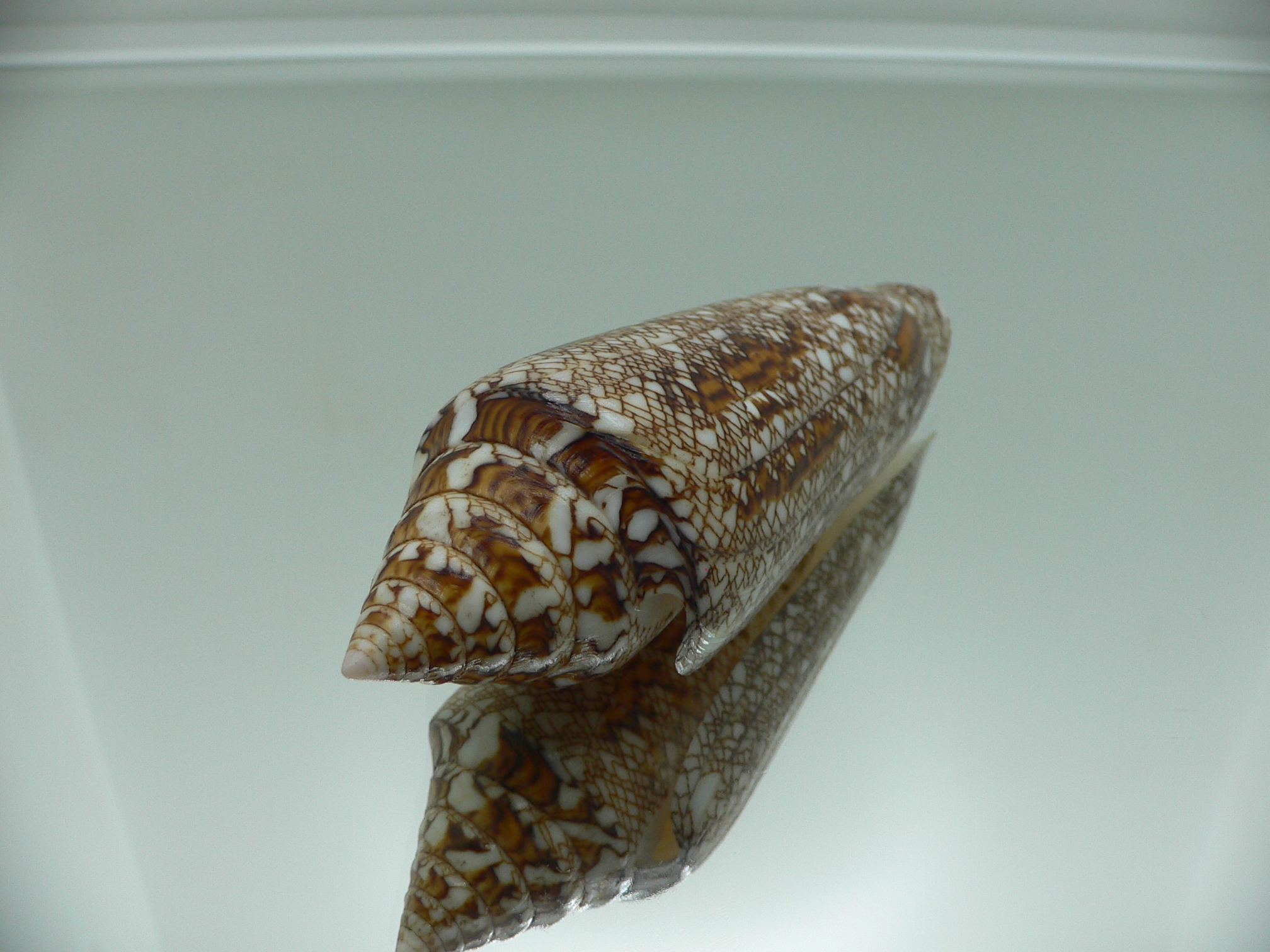 Conus bengalensis WIDE