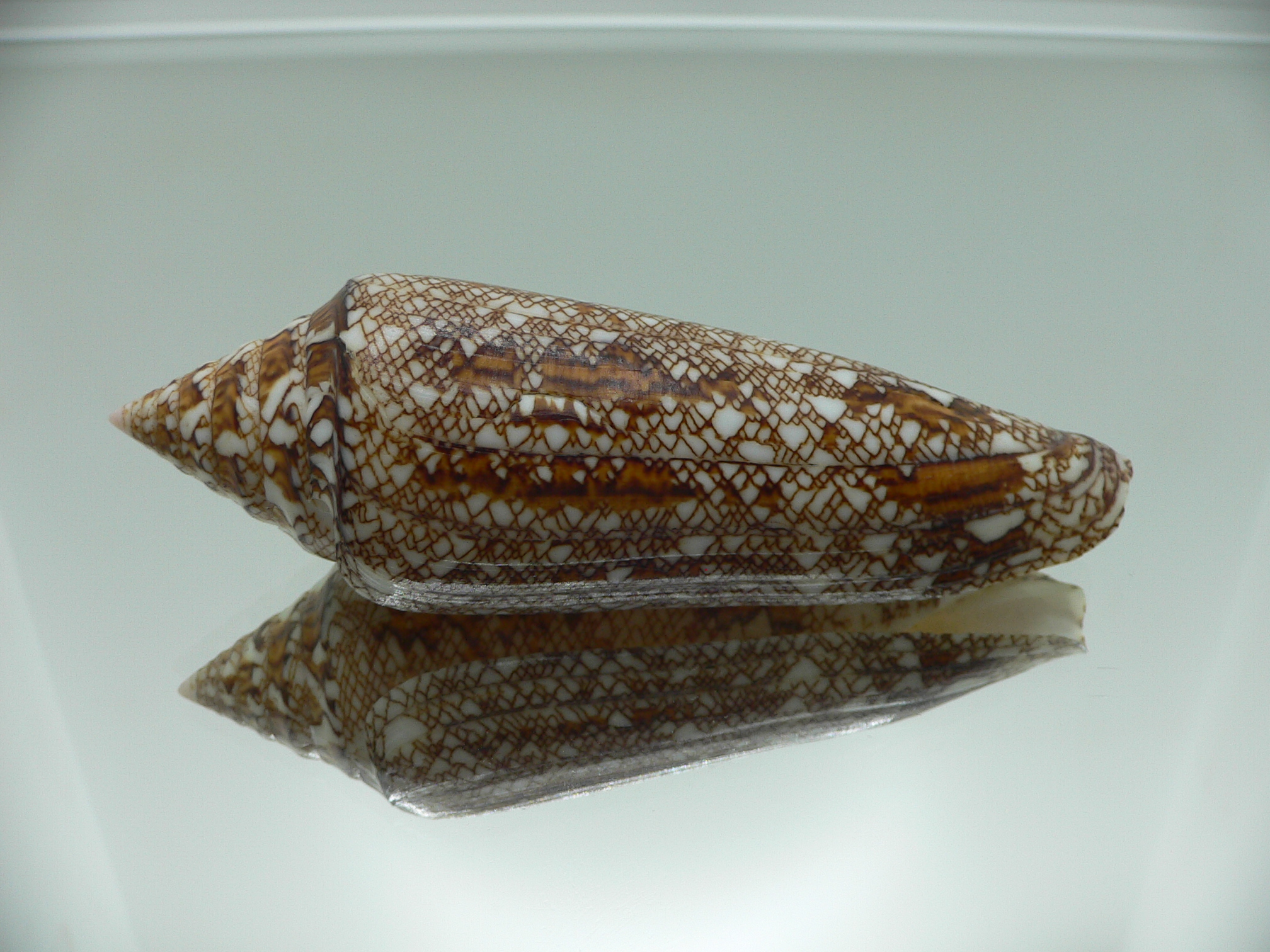 Conus bengalensis WIDE