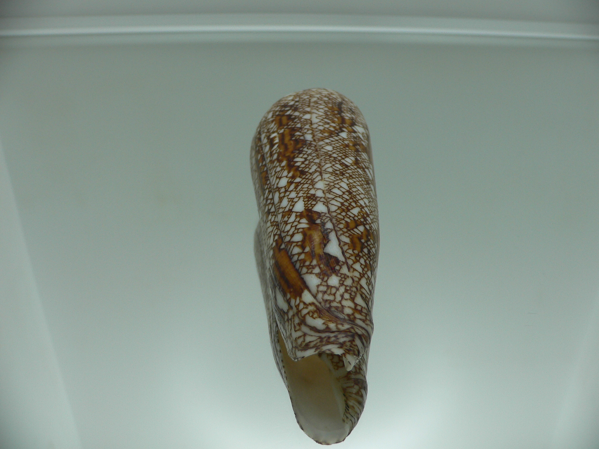 Conus bengalensis WIDE