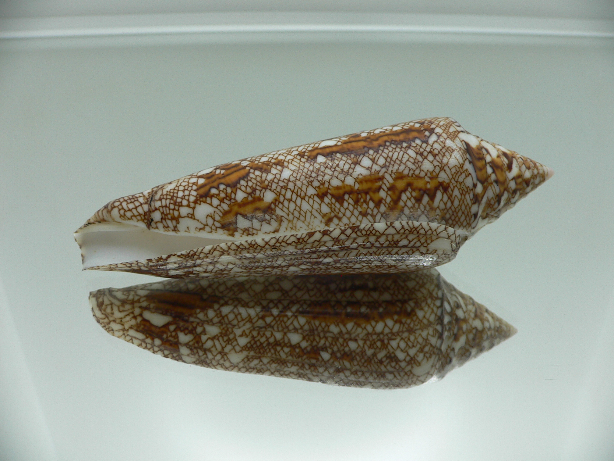 Conus bengalensis WIDE