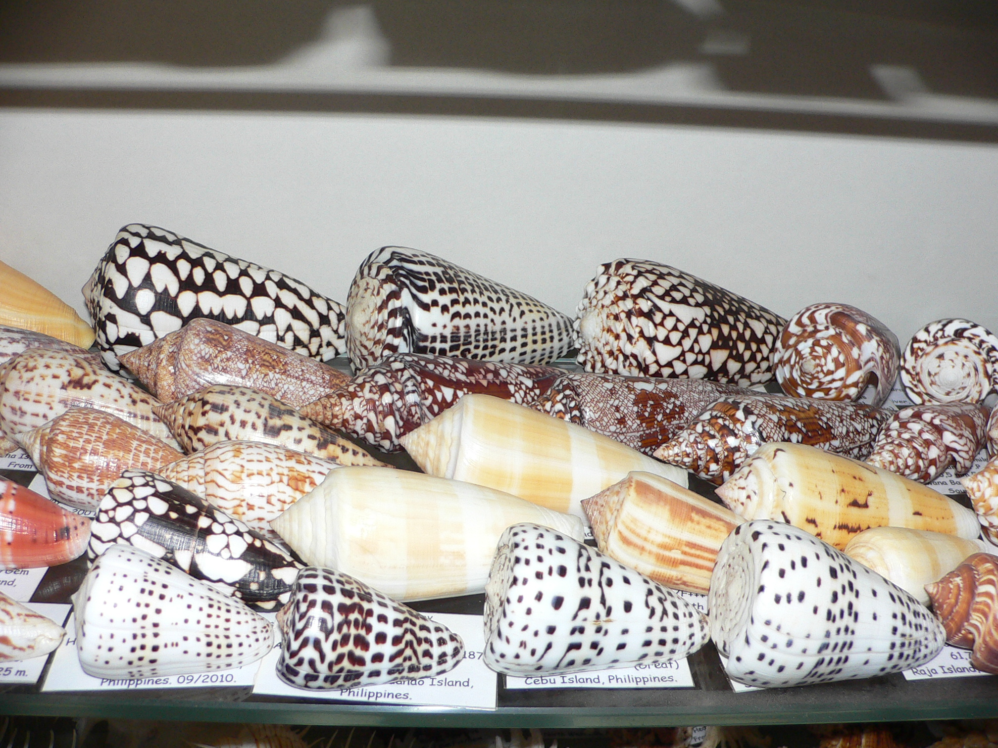 Conus bengalensis WIDE