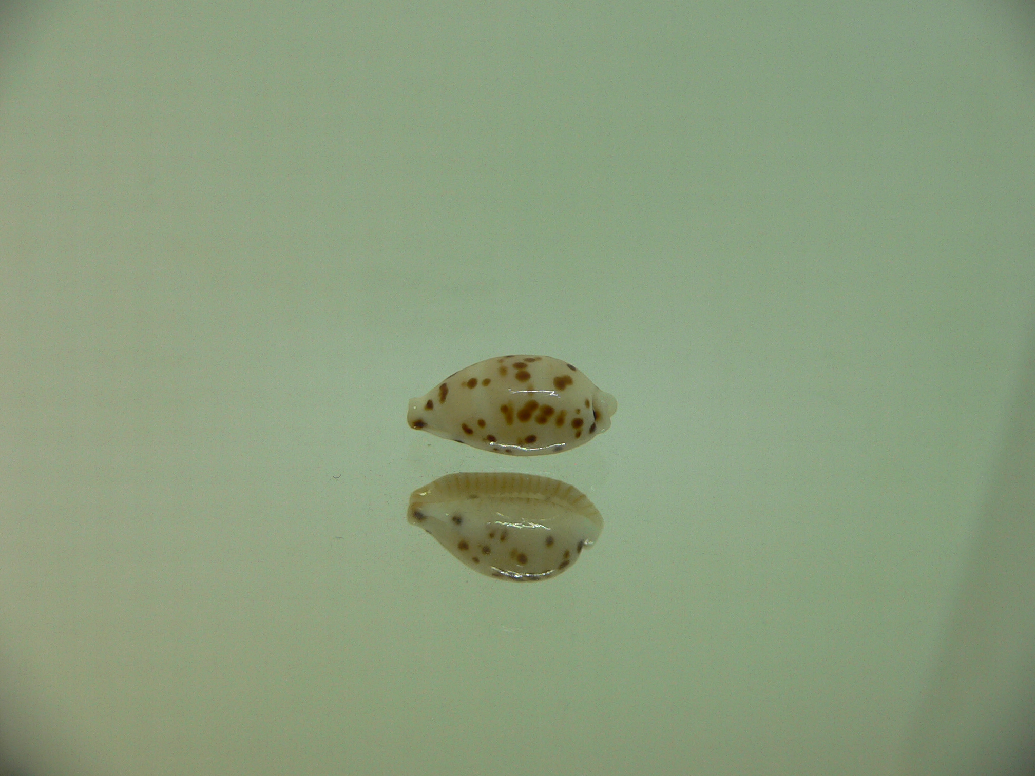 Cypraea punctata cf. persticta (var.) SUPER