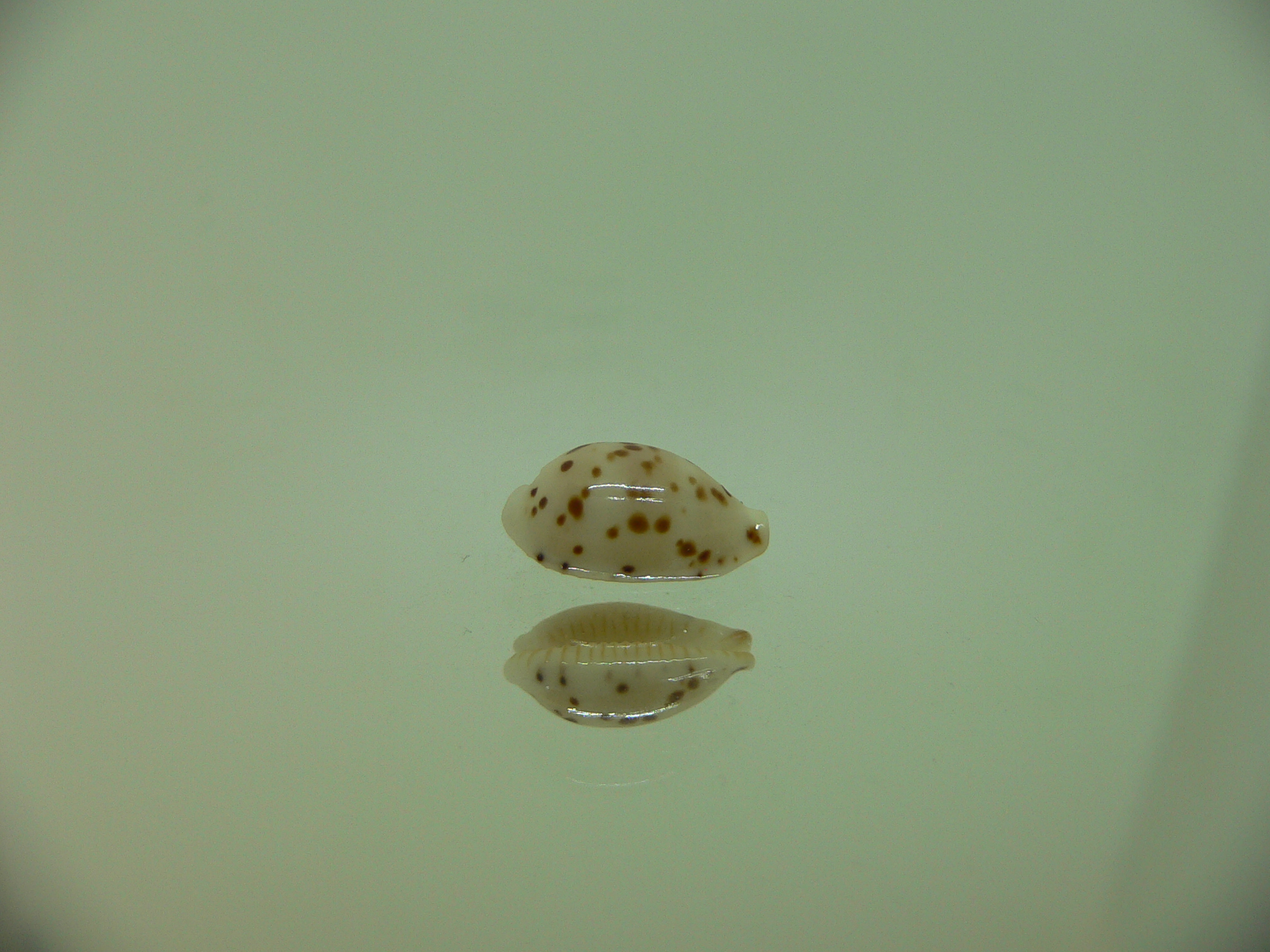 Cypraea punctata cf. persticta (var.) SUPER