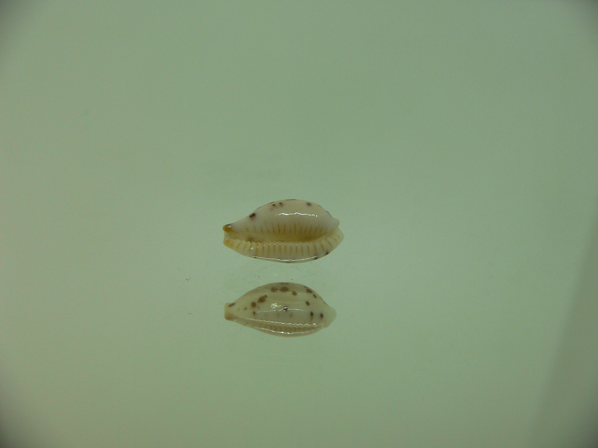 Cypraea punctata cf. persticta (var.) SUPER