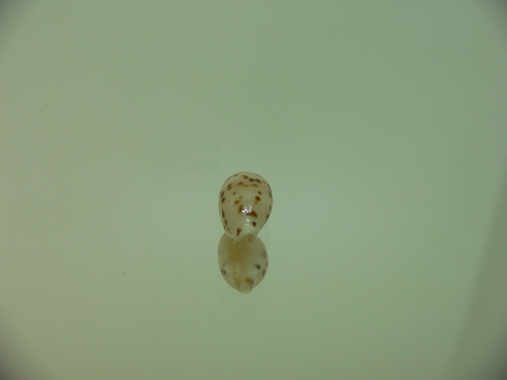 Cypraea punctata cf. persticta (var.) SUPER