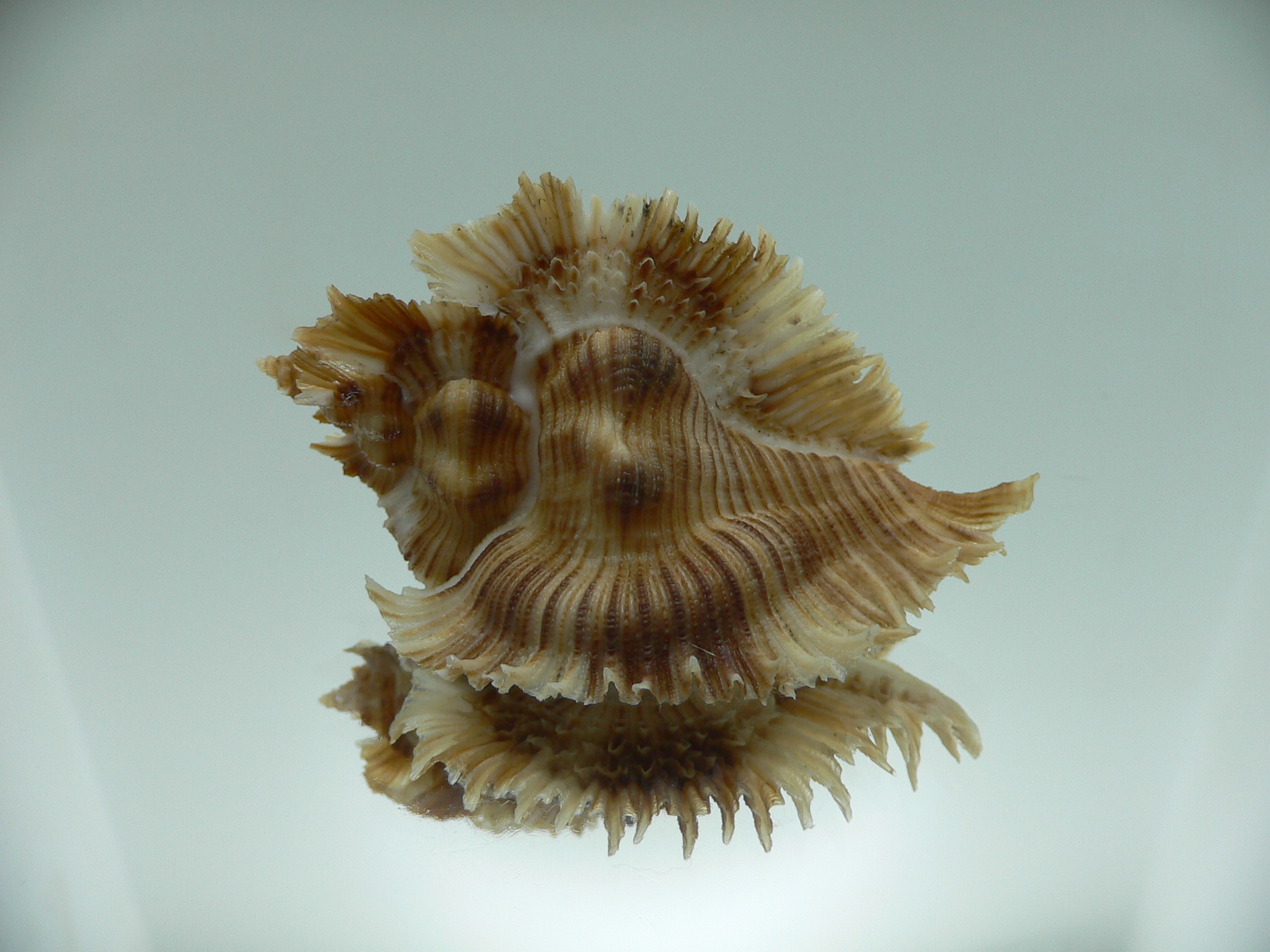 Chicoreus miyokoae