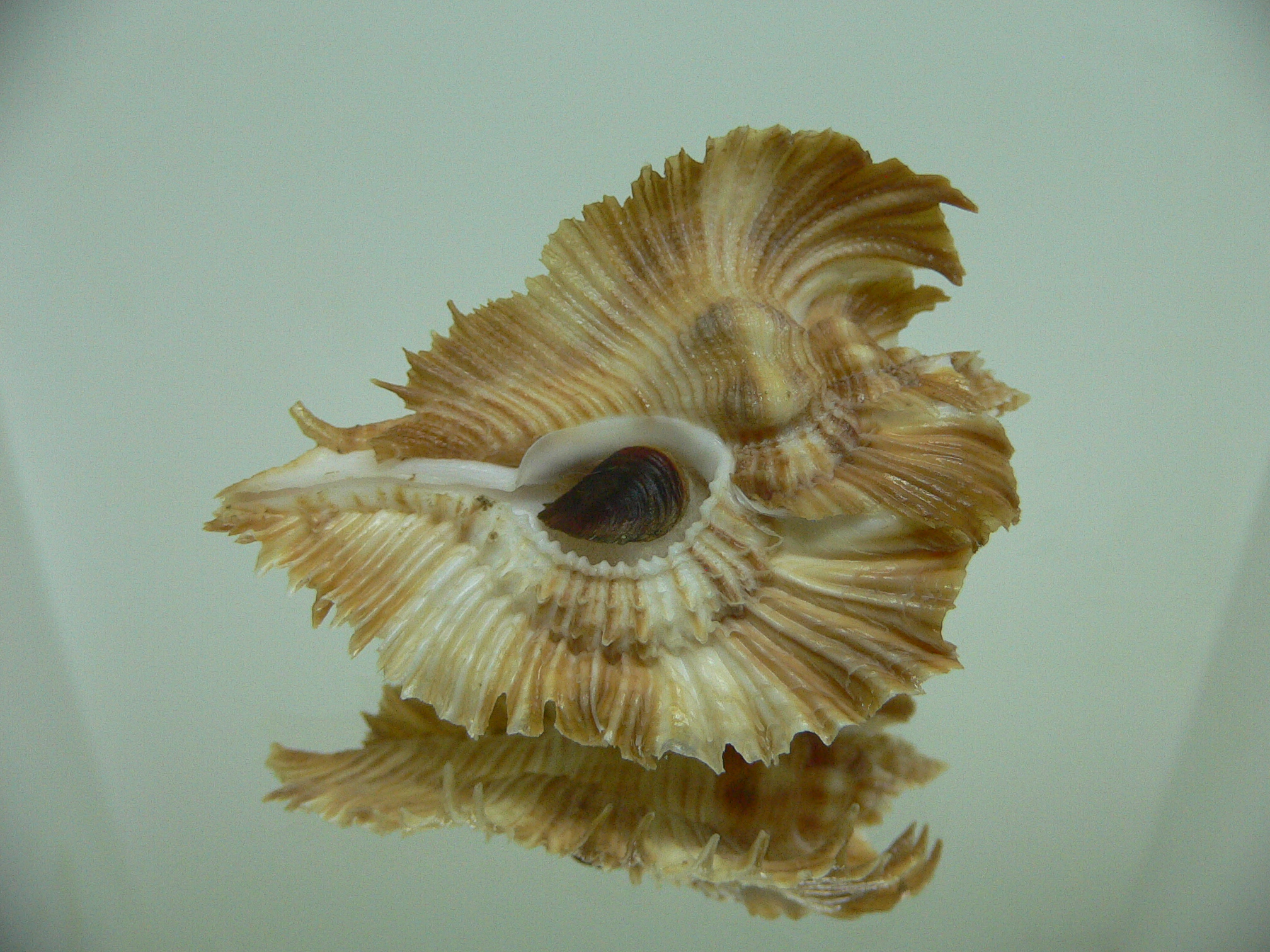 Chicoreus miyokoae