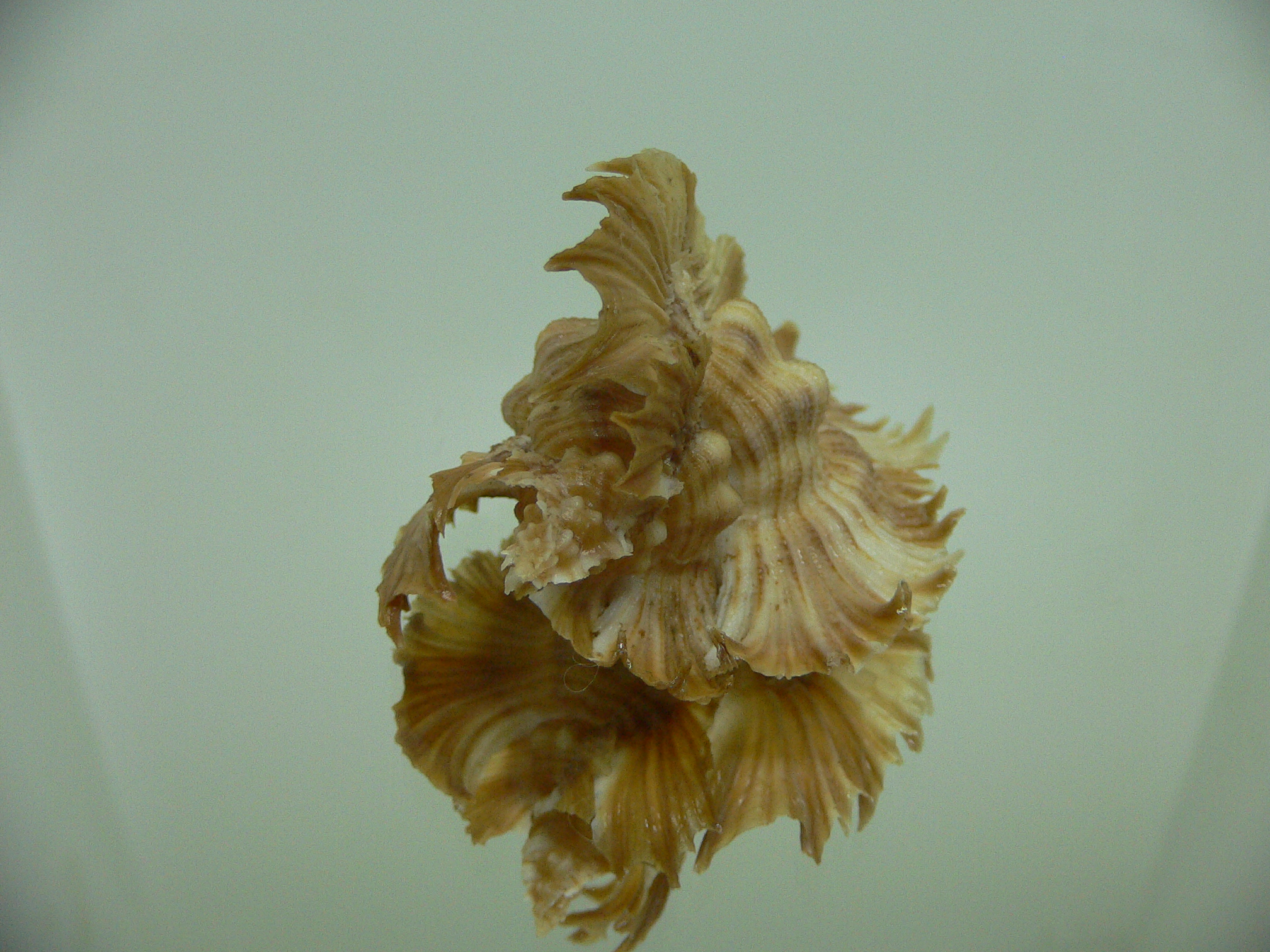 Chicoreus miyokoae
