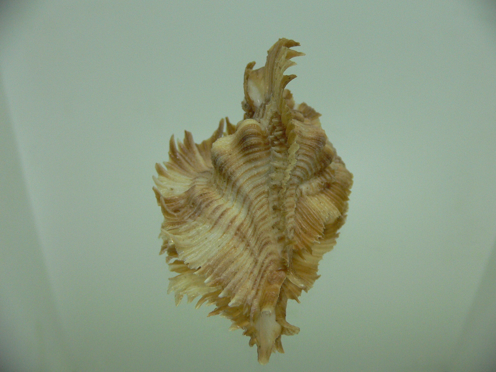 Chicoreus miyokoae
