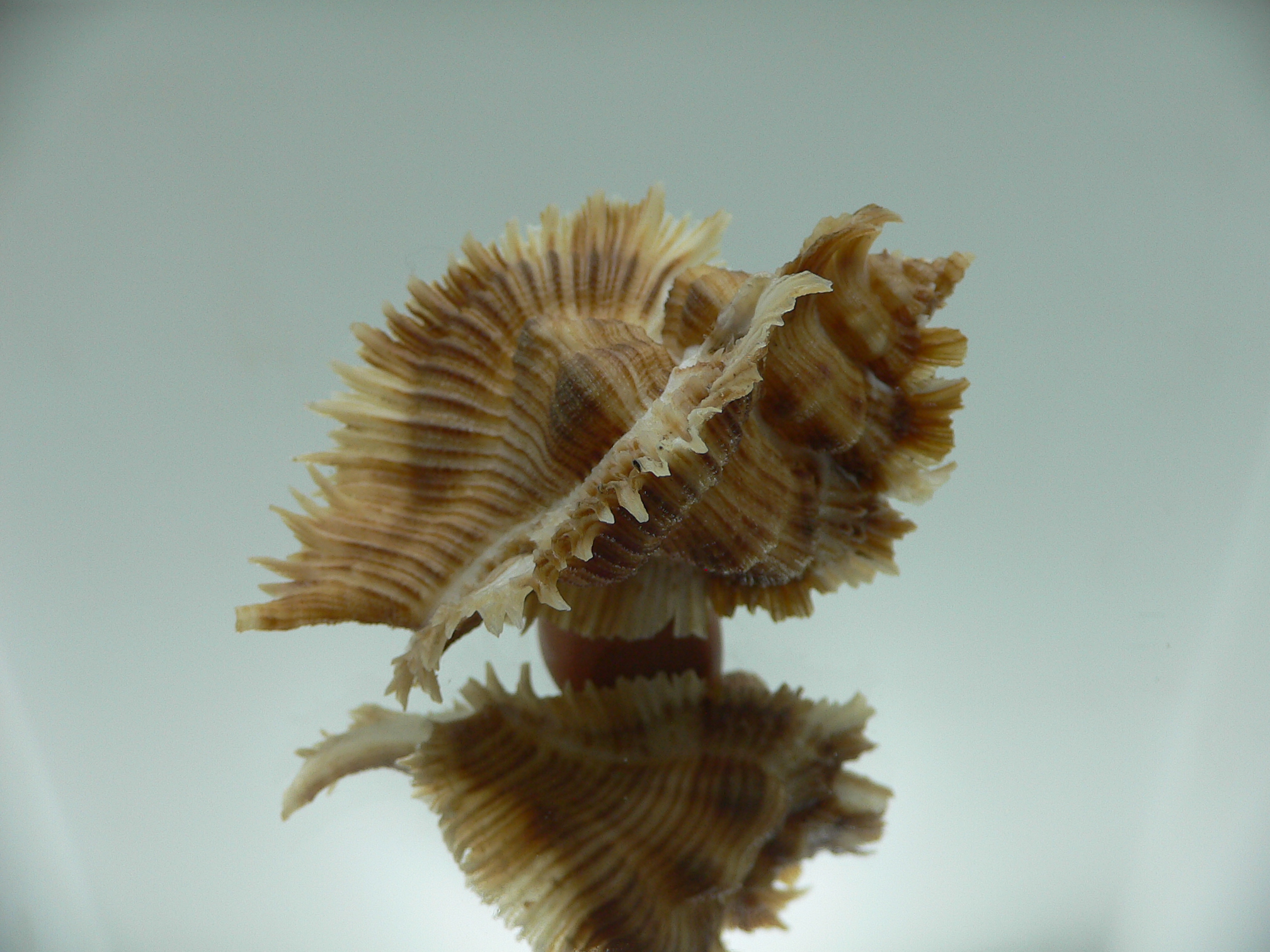 Chicoreus miyokoae