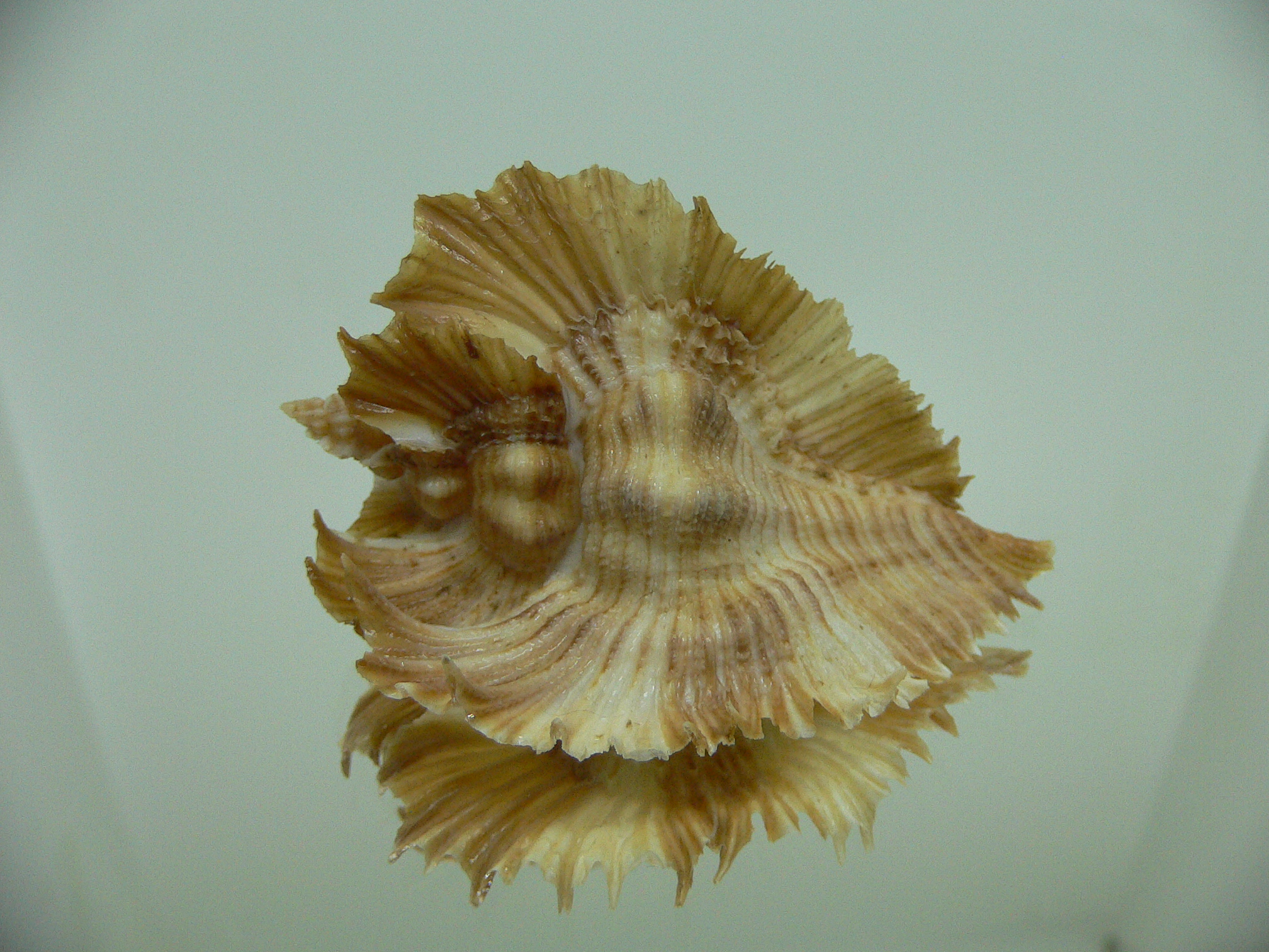 Chicoreus miyokoae