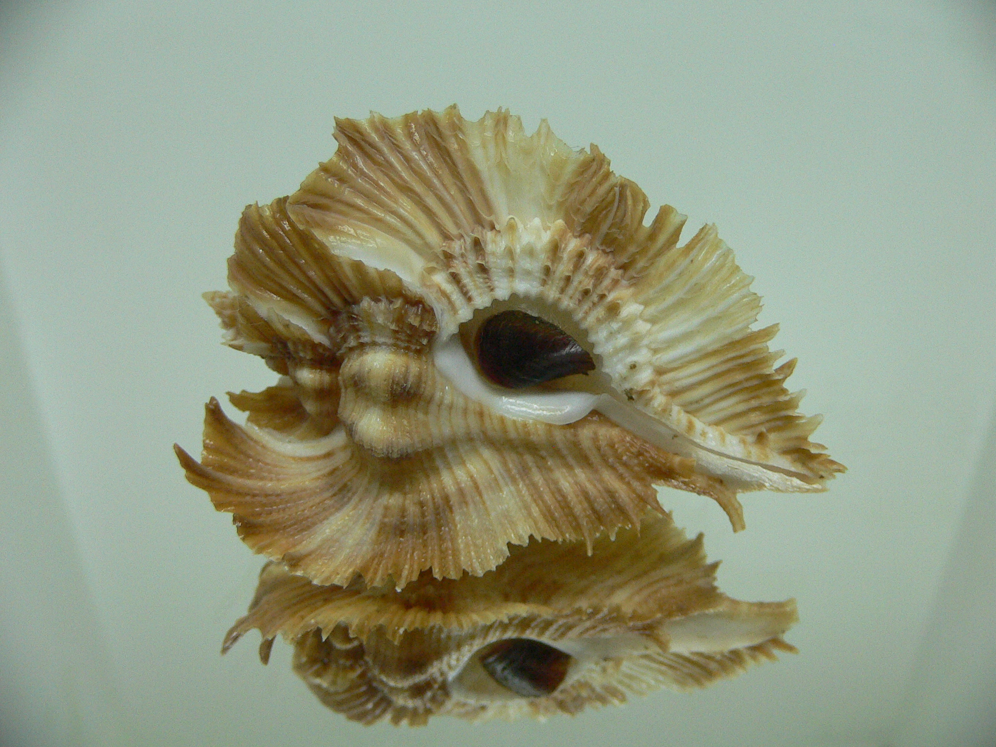 Chicoreus miyokoae
