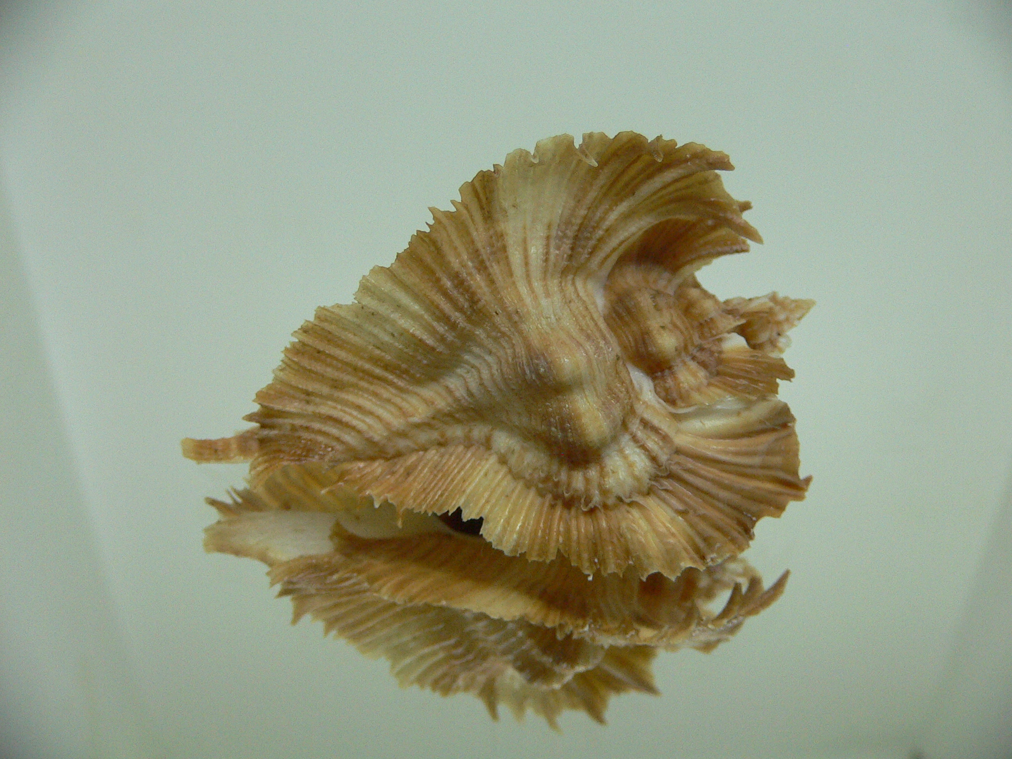 Chicoreus miyokoae