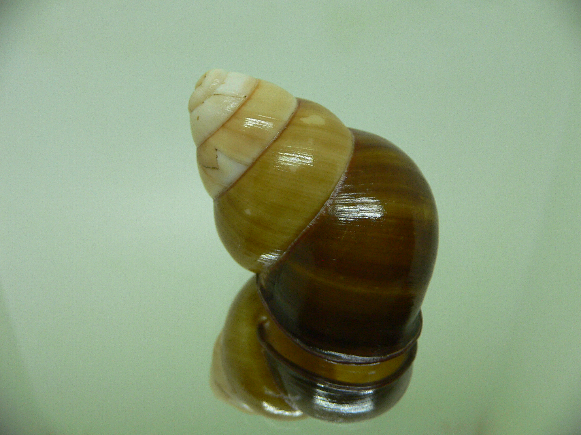 Cochlostyla daphnis f. faunus