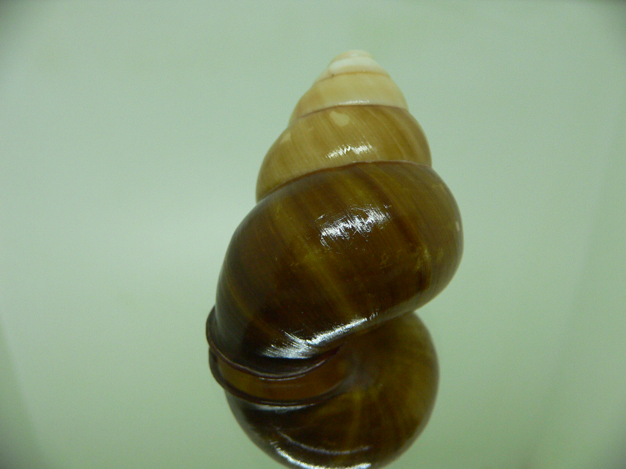 Cochlostyla daphnis f. faunus