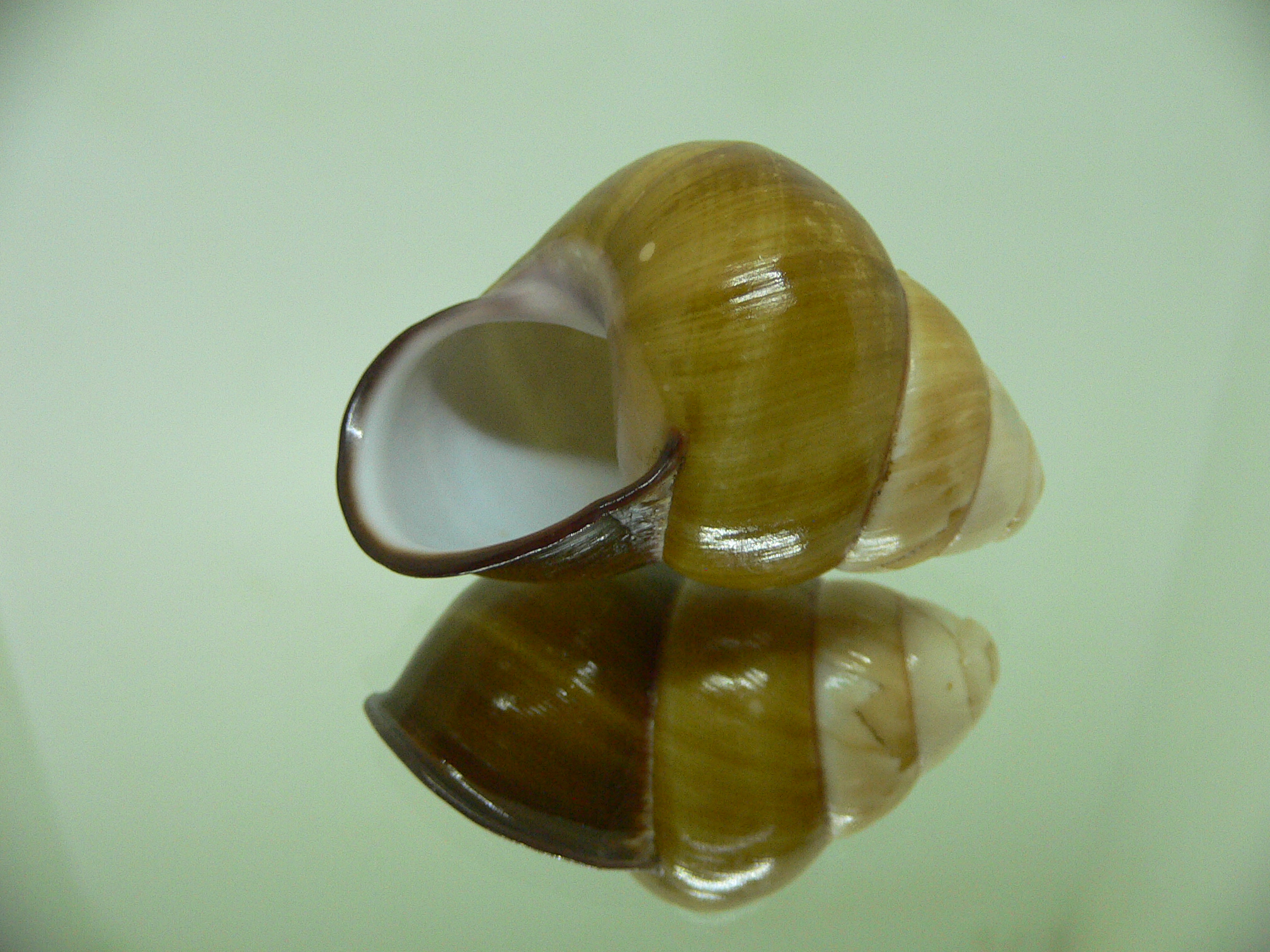 Cochlostyla daphnis f. faunus