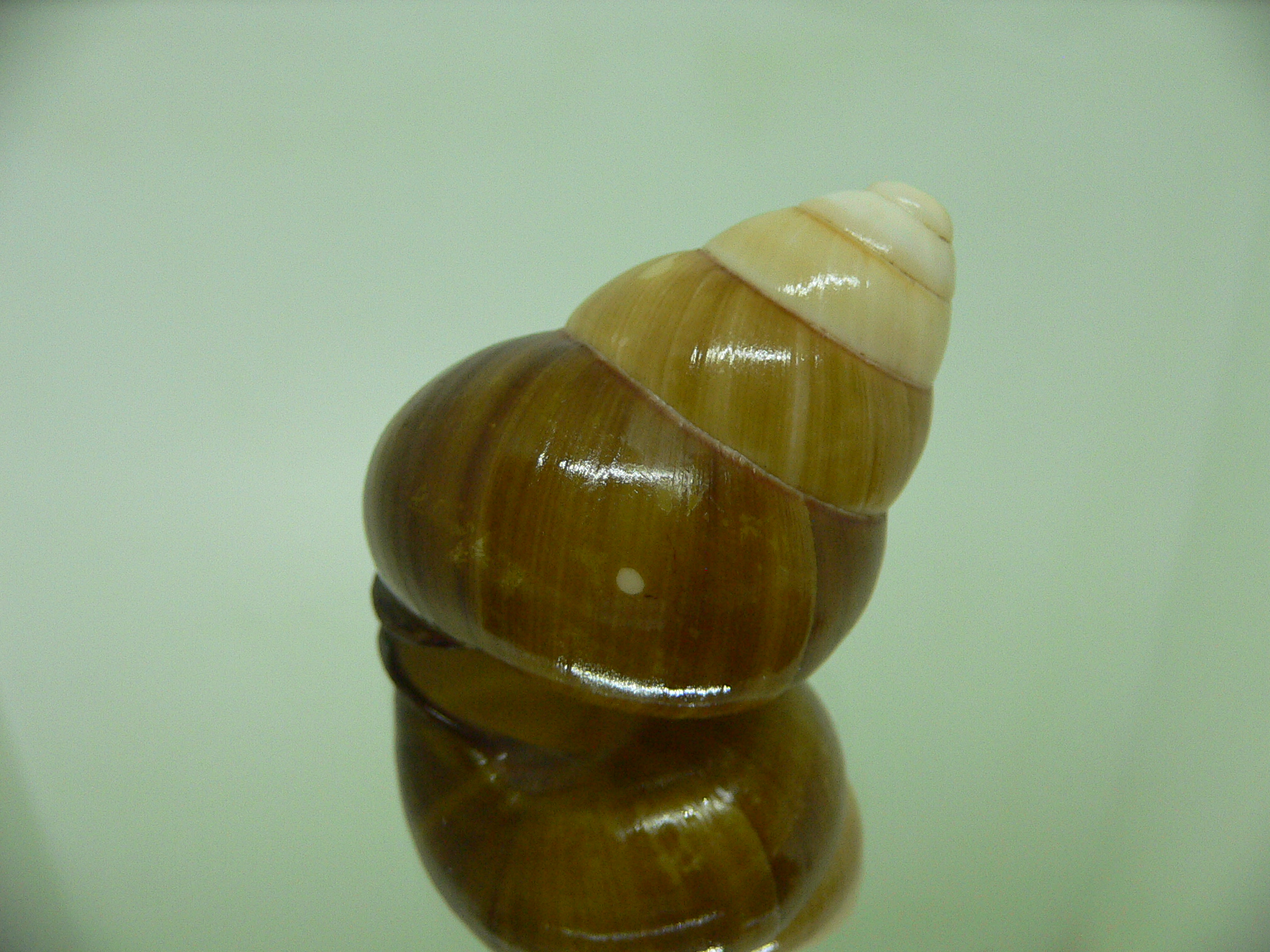 Cochlostyla daphnis f. faunus