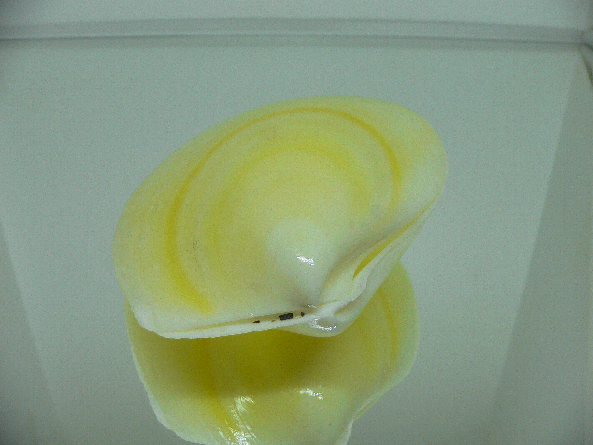 Acesta rathbuni LEMON