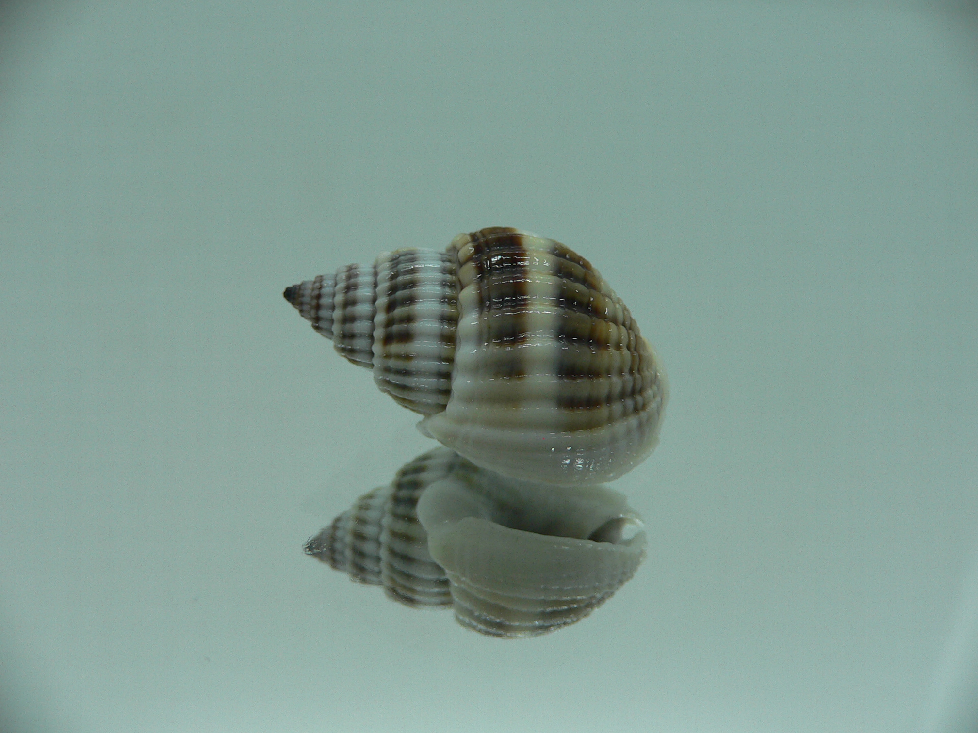 Nassarius livescens STRIPES