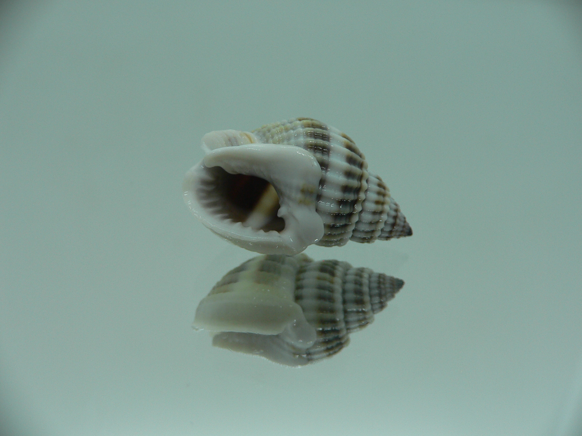 Nassarius livescens STRIPES