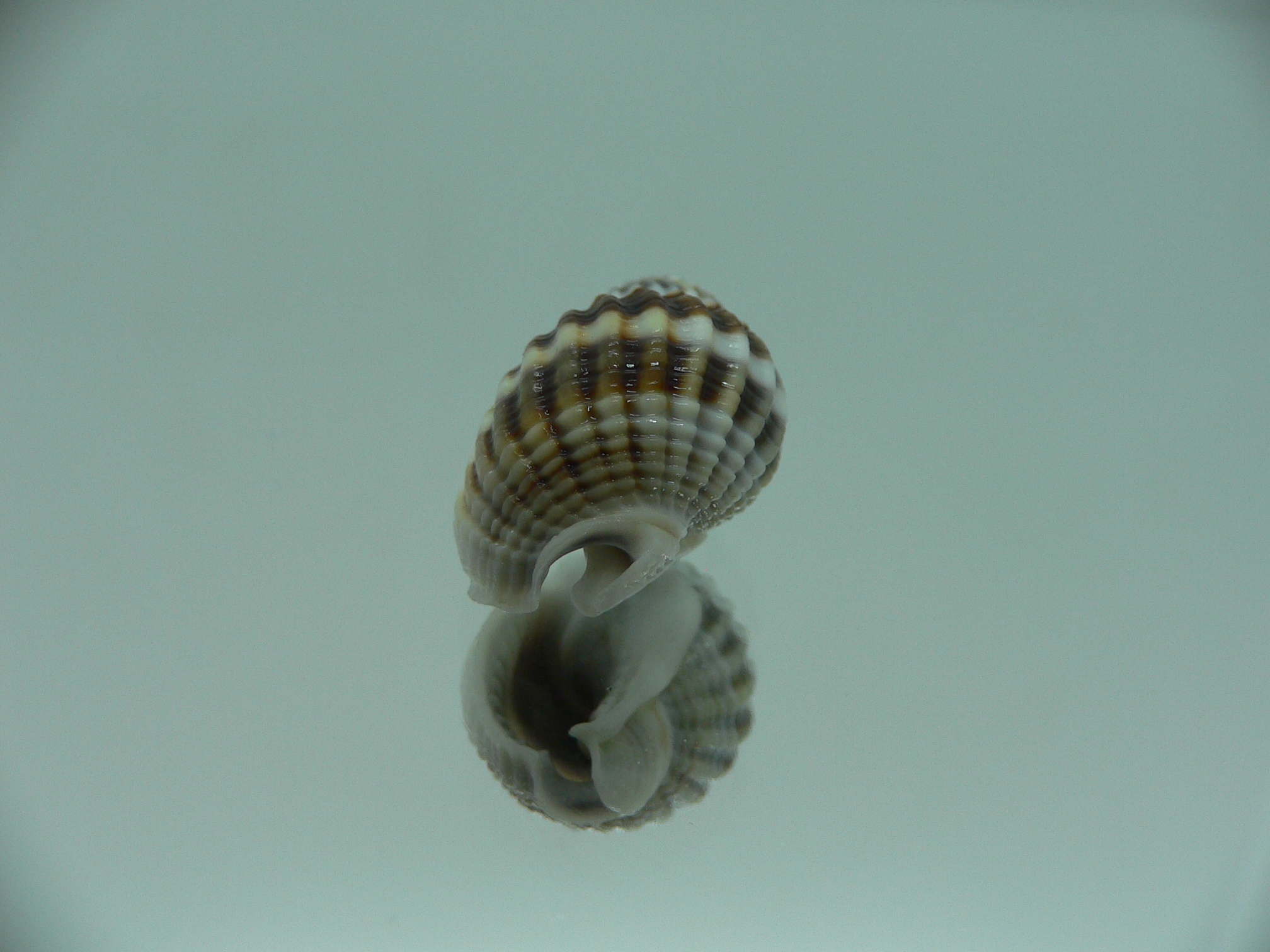 Nassarius livescens STRIPES