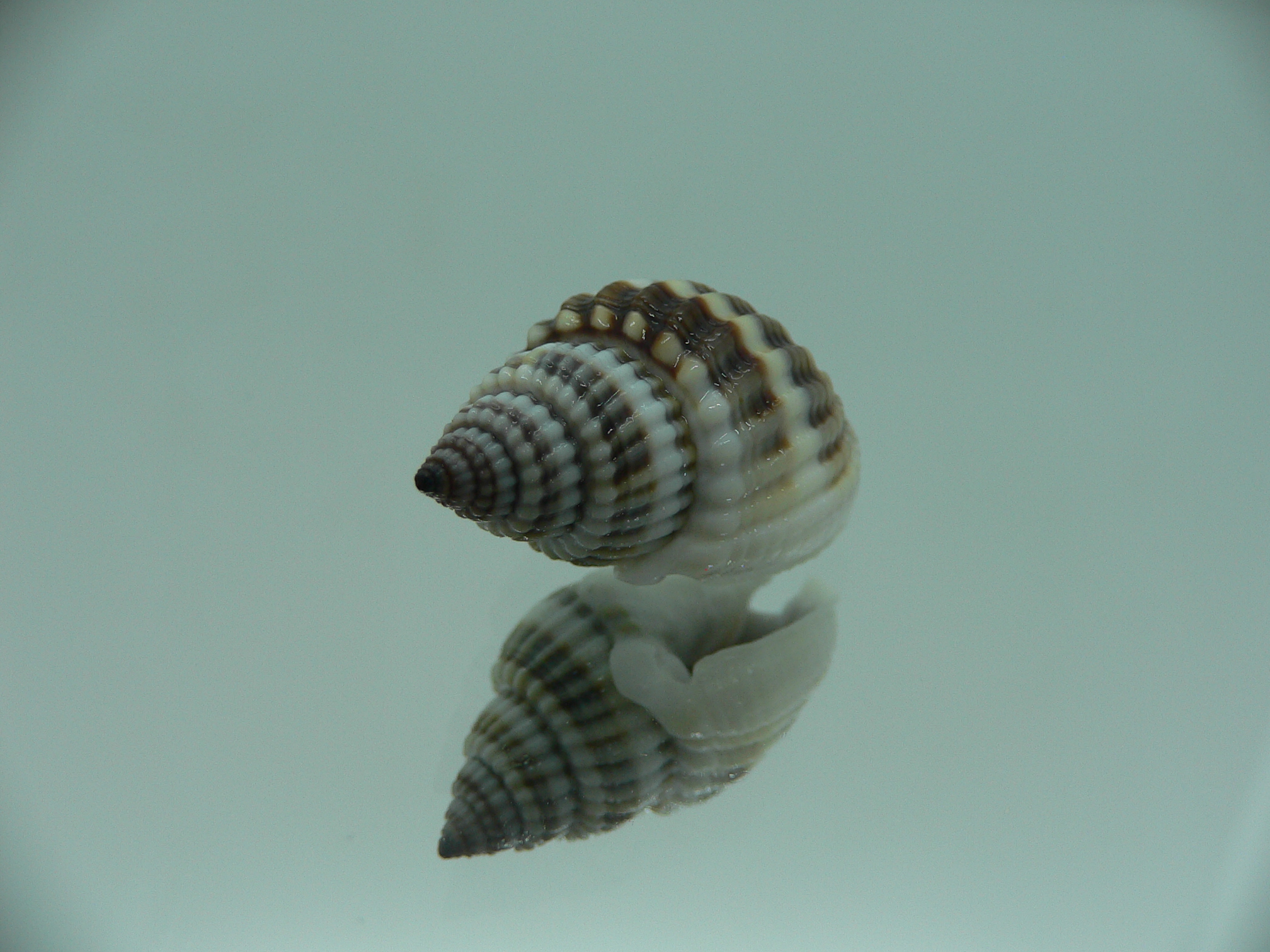 Nassarius livescens STRIPES
